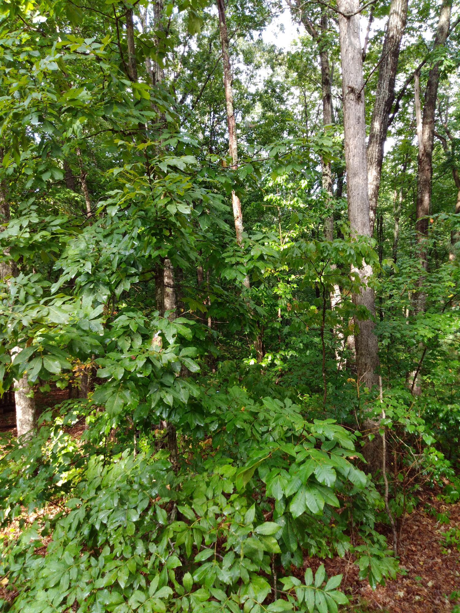 0 Woodland Drive, 53-56