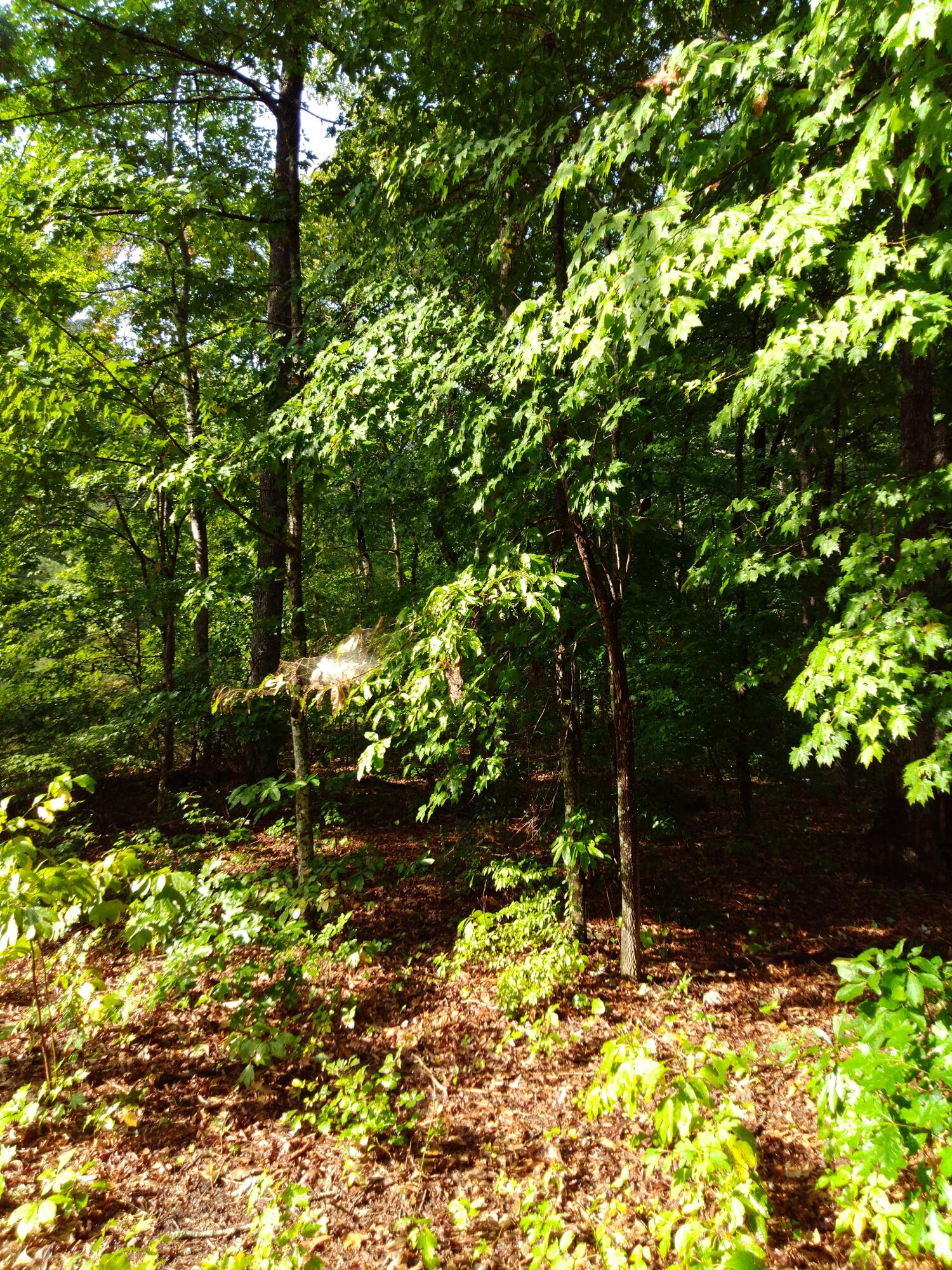0 Woodland Drive, 53-56