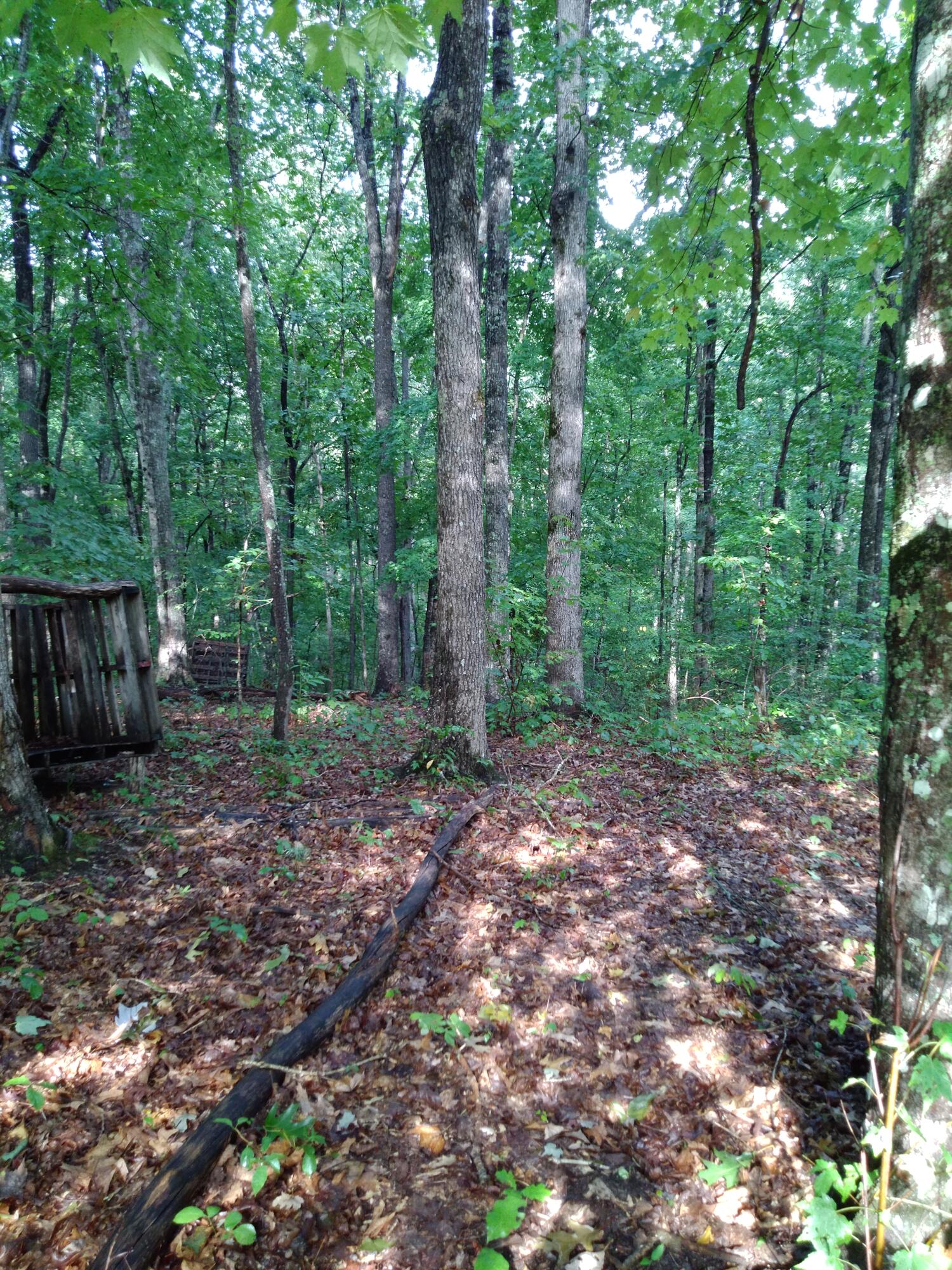 0 Woodland Drive, 53-56