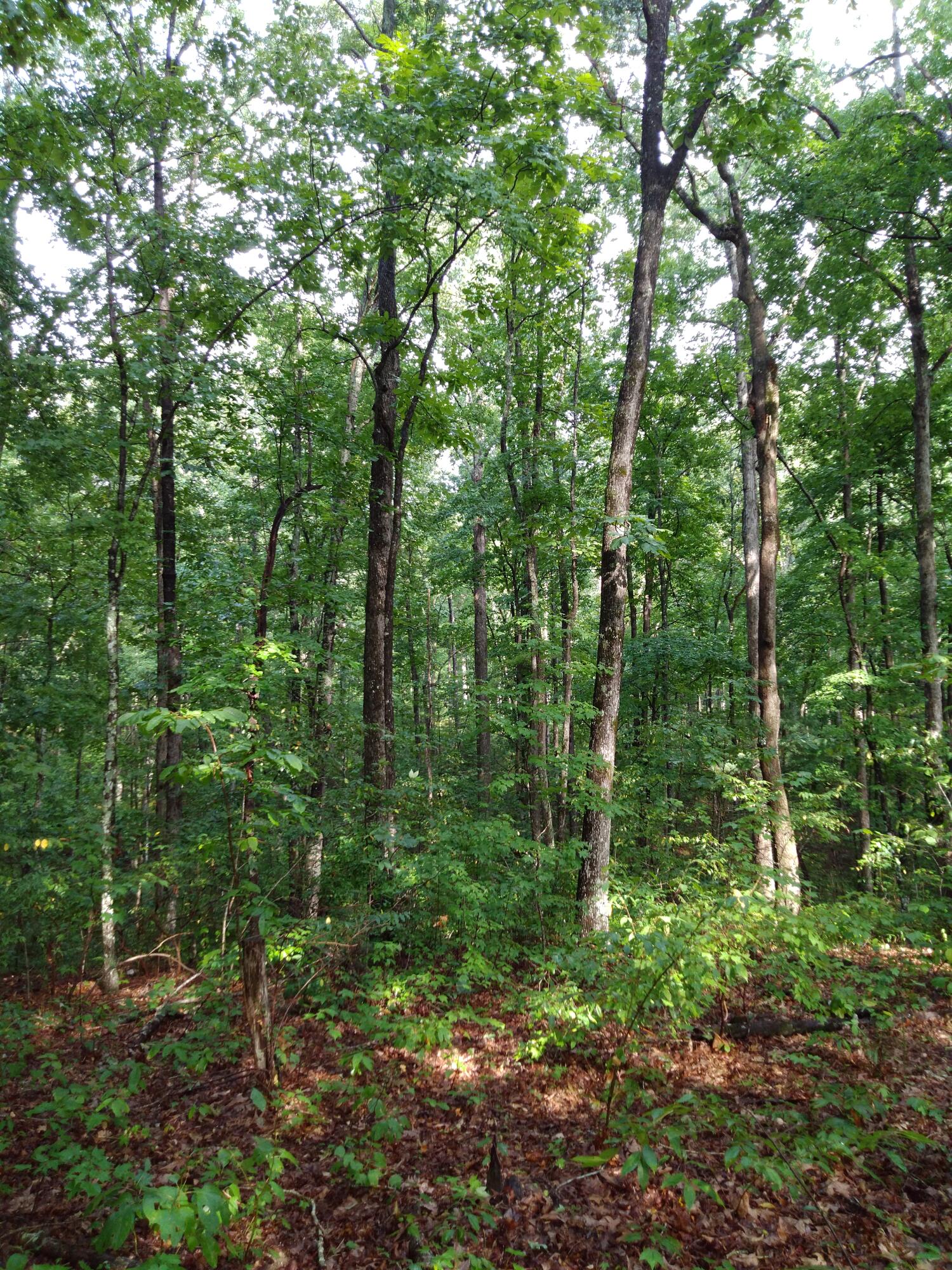 0 Woodland Drive, 53-56