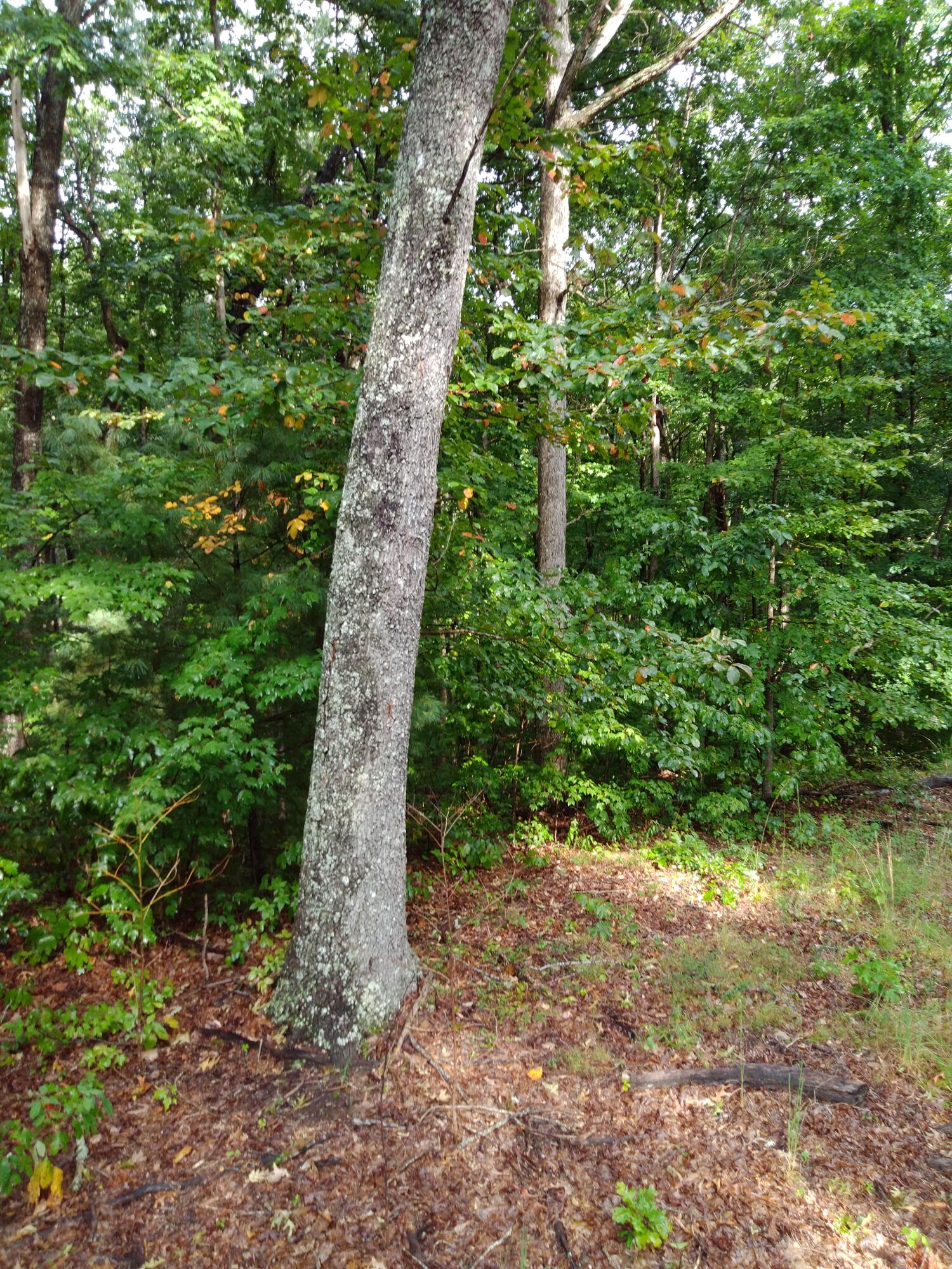 0 Woodland Drive, 53-56