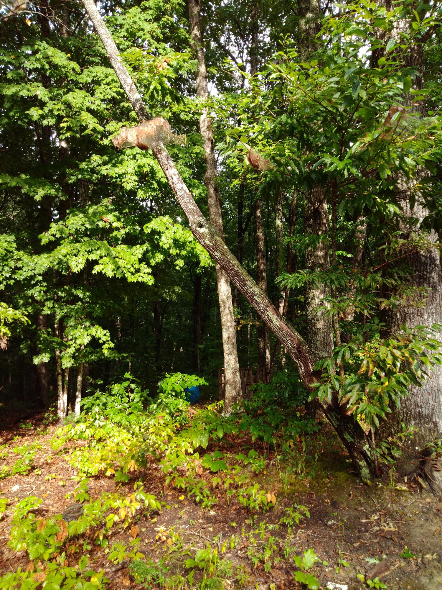 0 Woodland Drive, 53-56