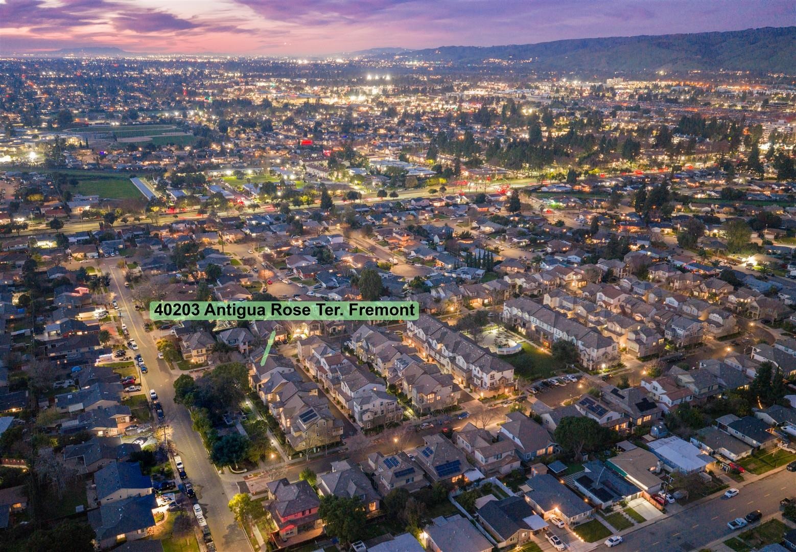 40203 Antigua Rose Ter