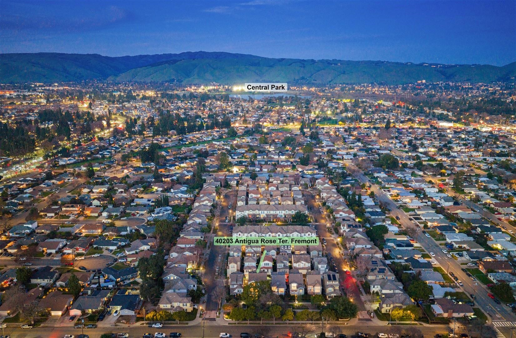 40203 Antigua Rose Ter