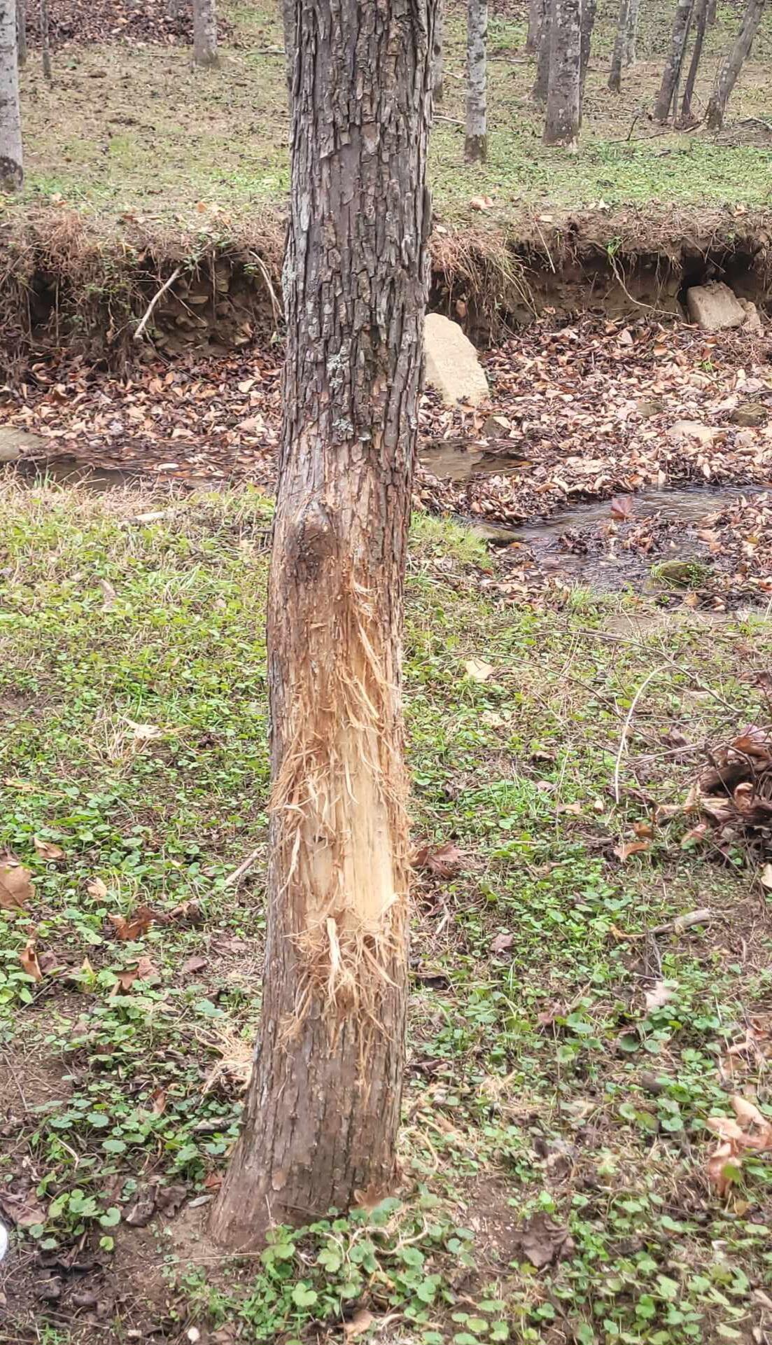 7475 Willow Branch RD