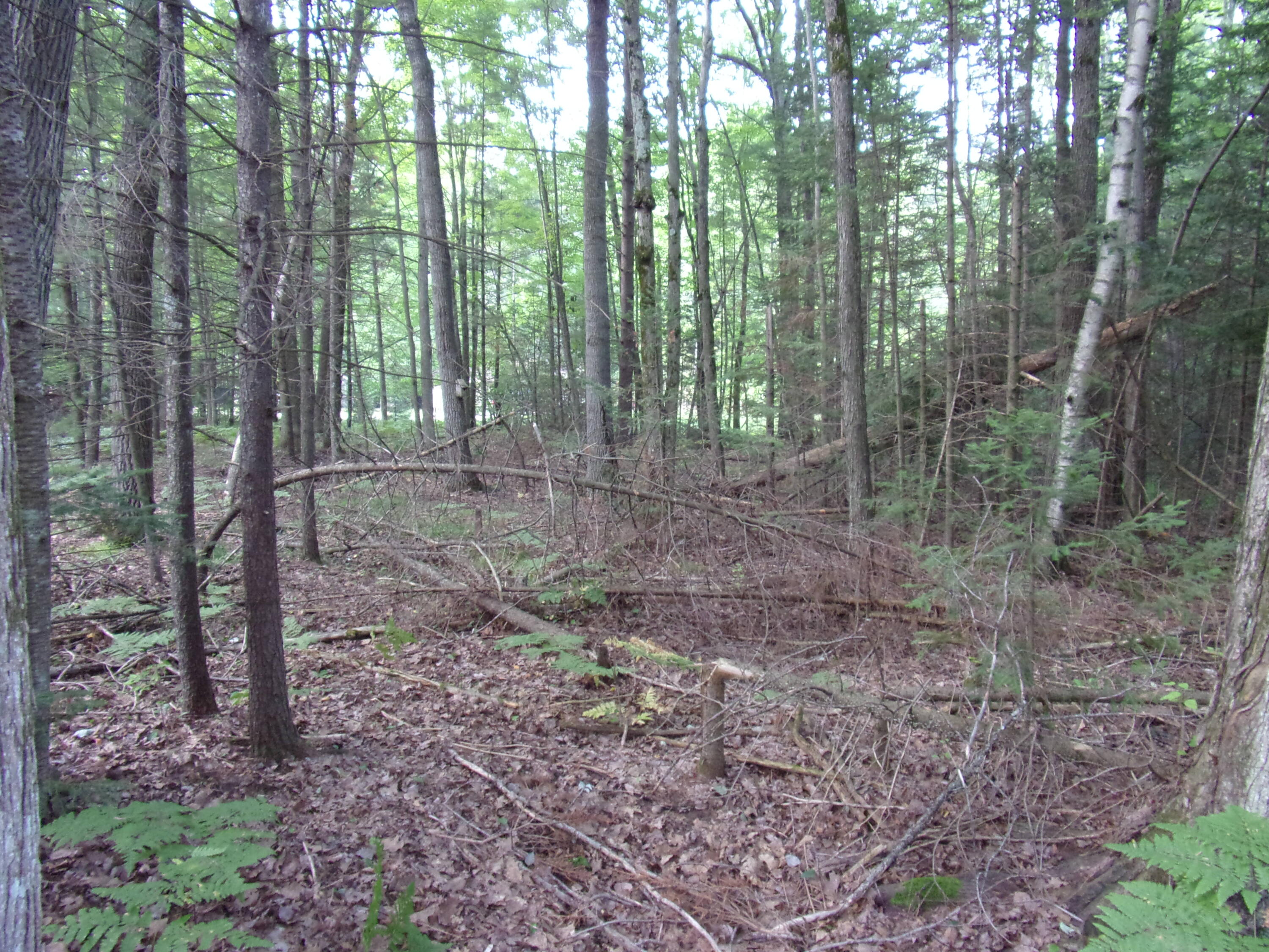 118 Split Hoof Trail