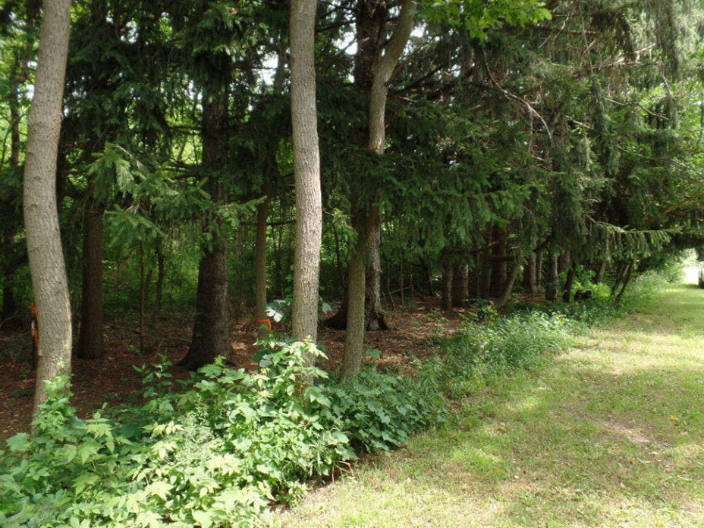 VL Blue Star Highway