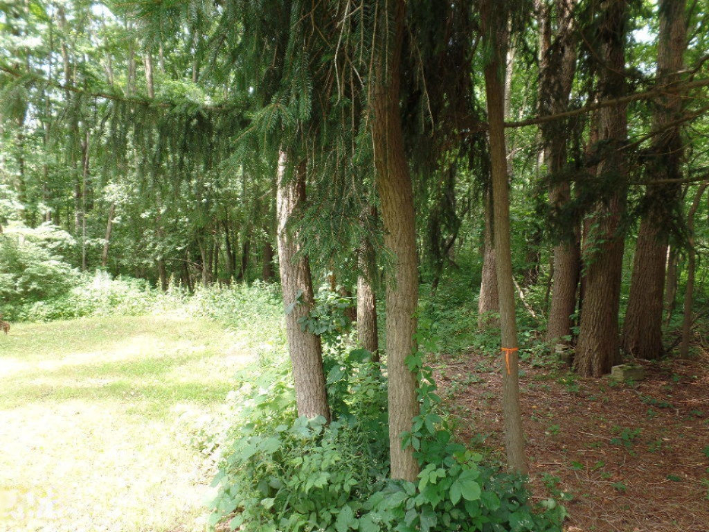 VL Blue Star Highway