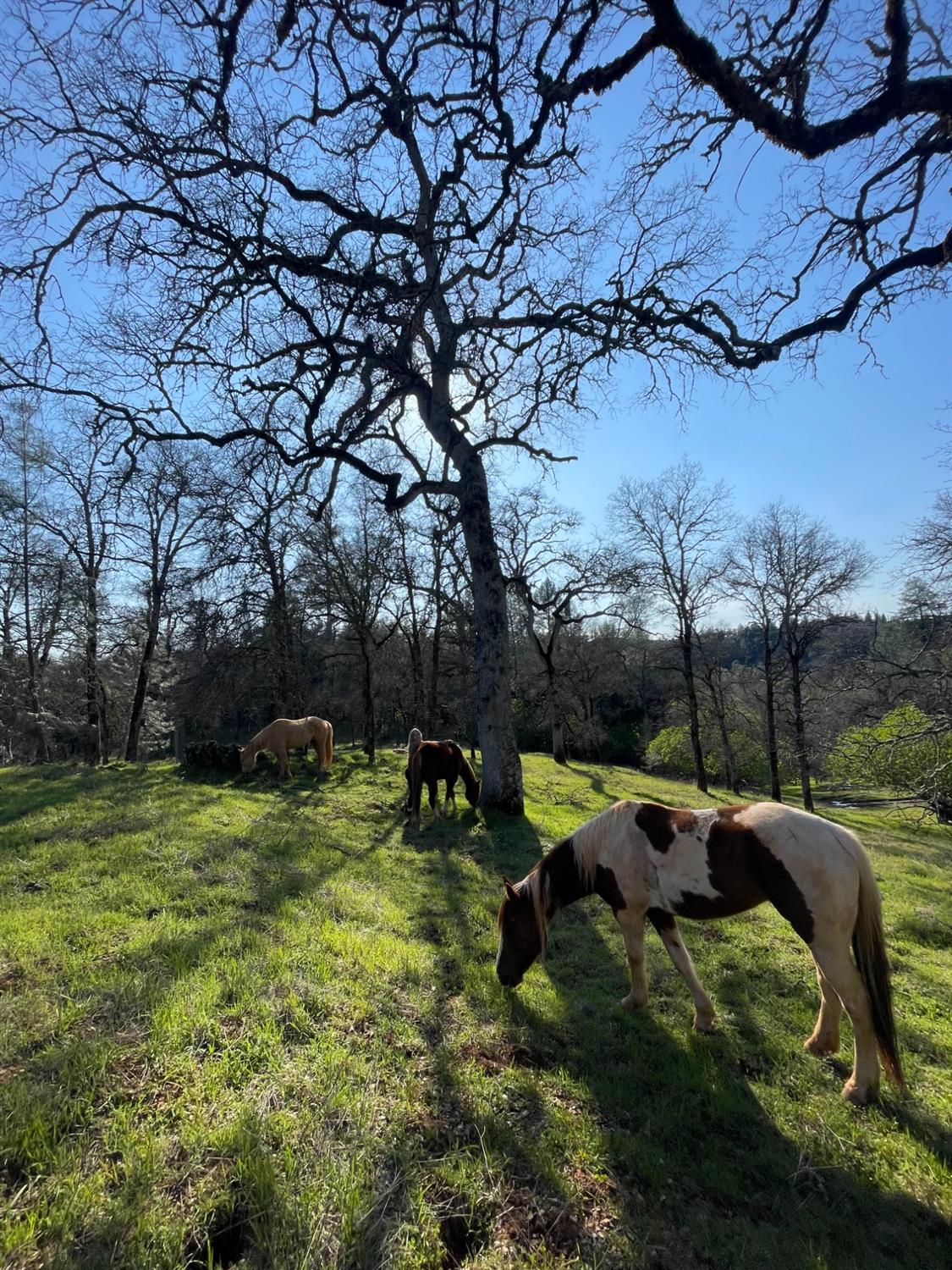 6520 Garden Park Drive