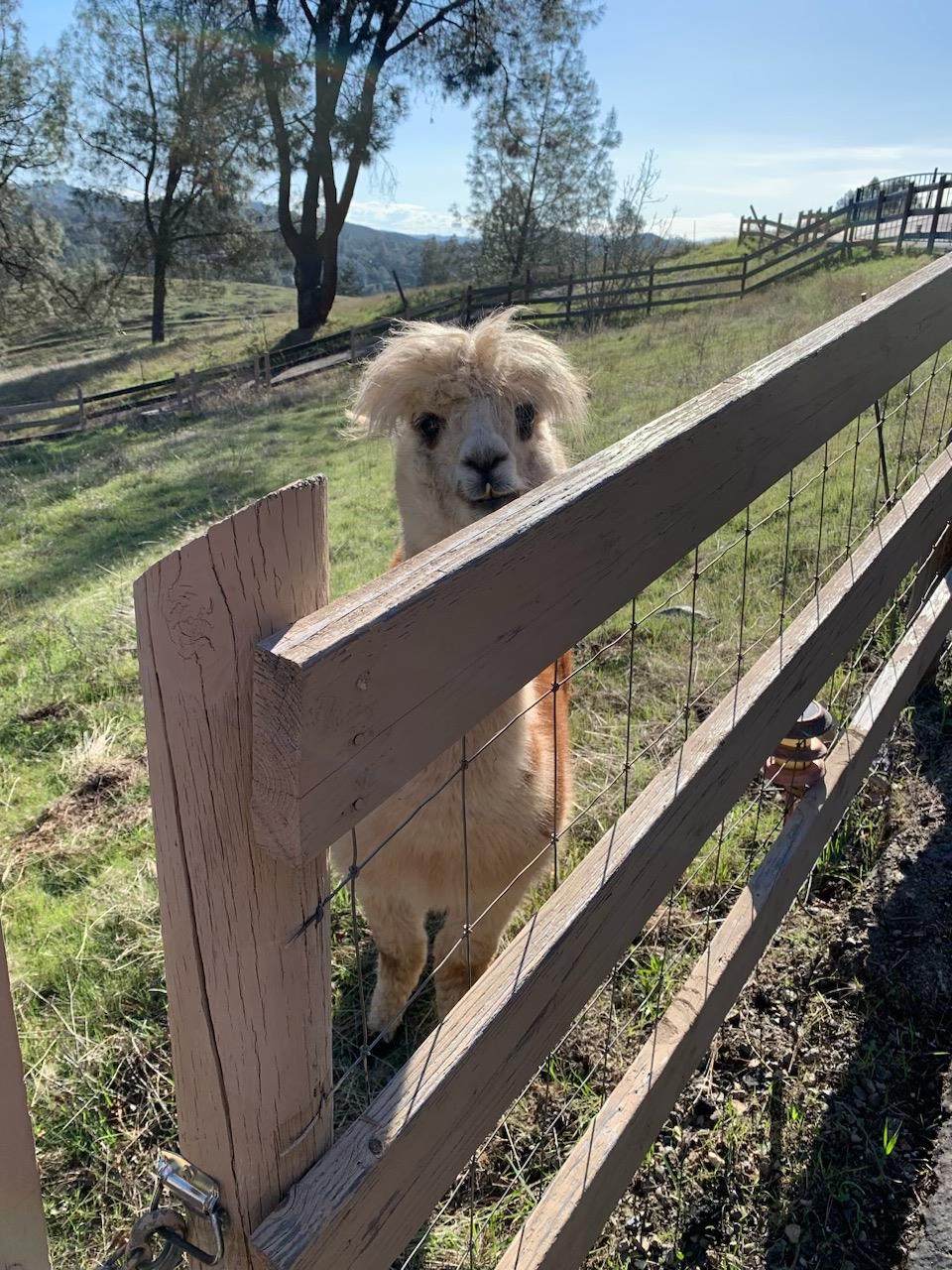 1720 Pleasant Ranch Court