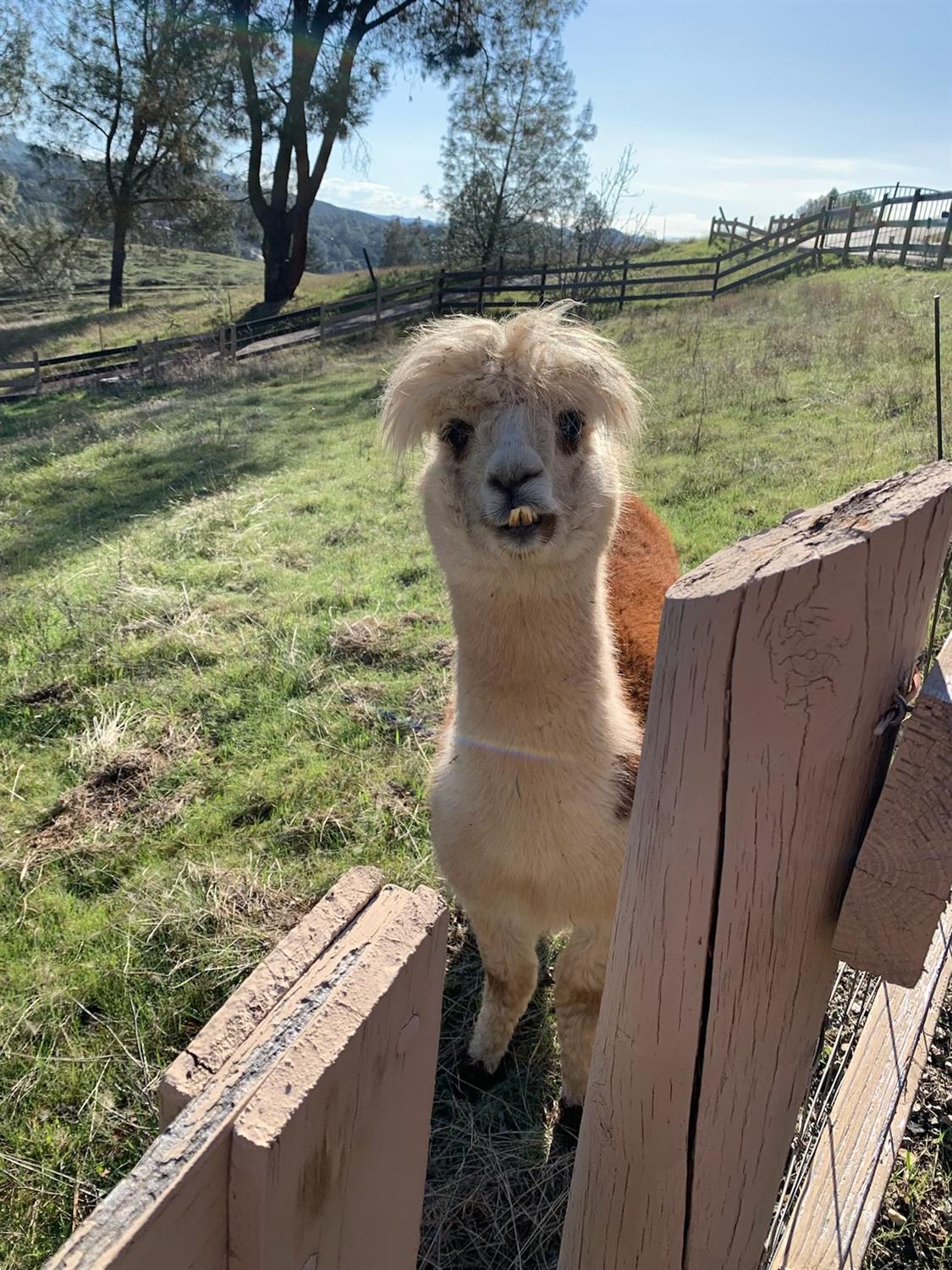 1720 Pleasant Ranch Court