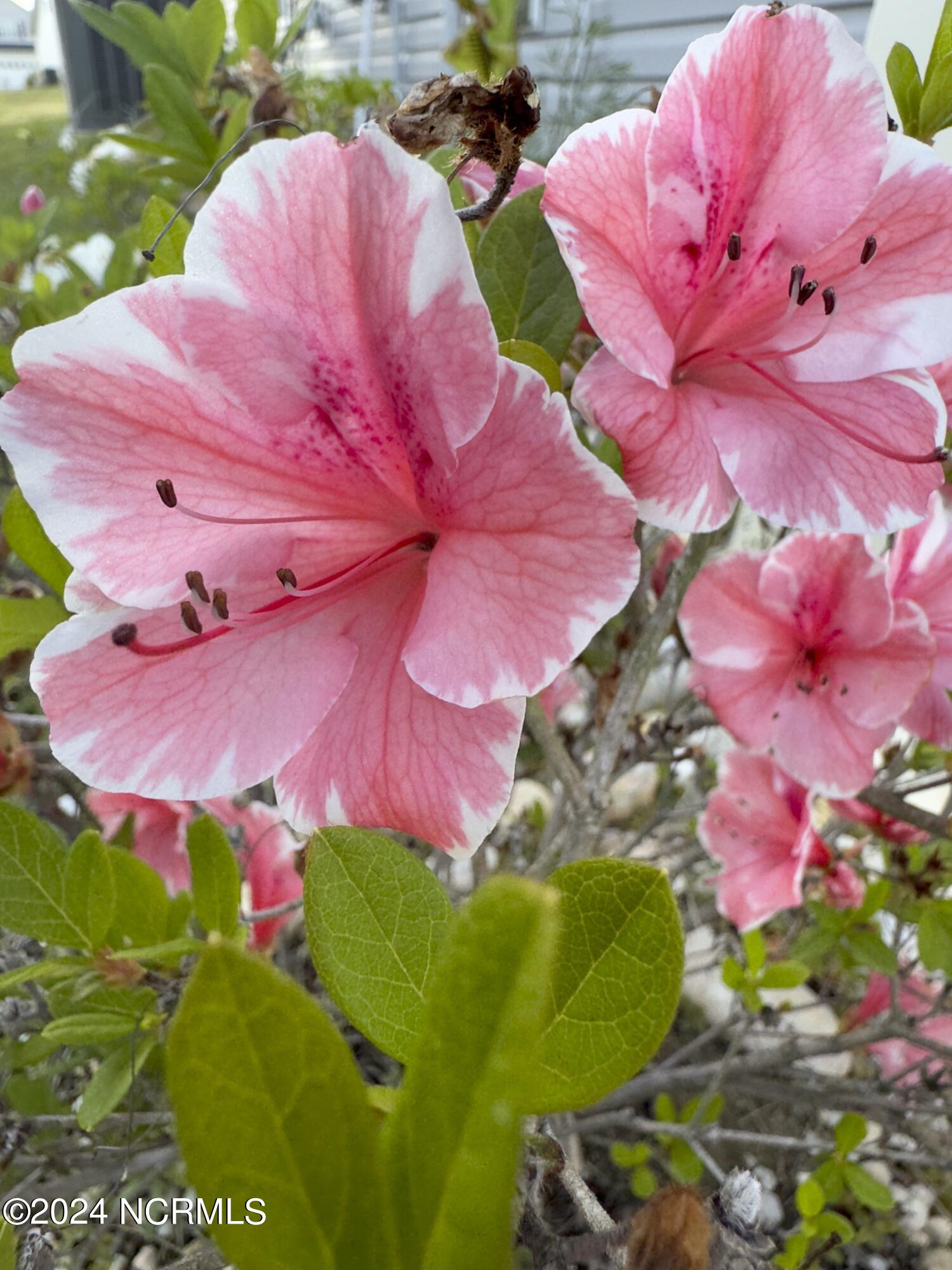 1150 Needleleaf Drive