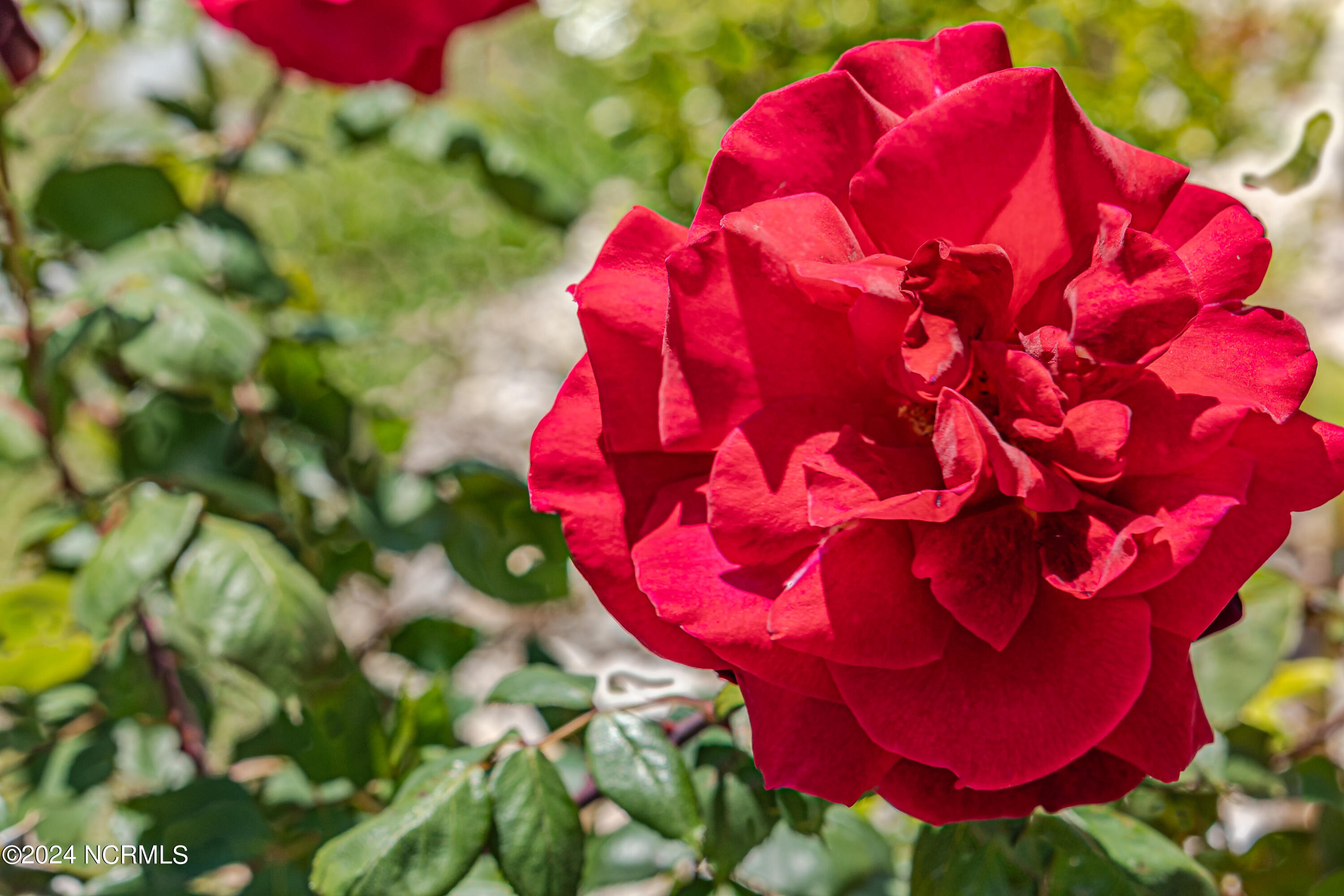 1150 Needleleaf Drive