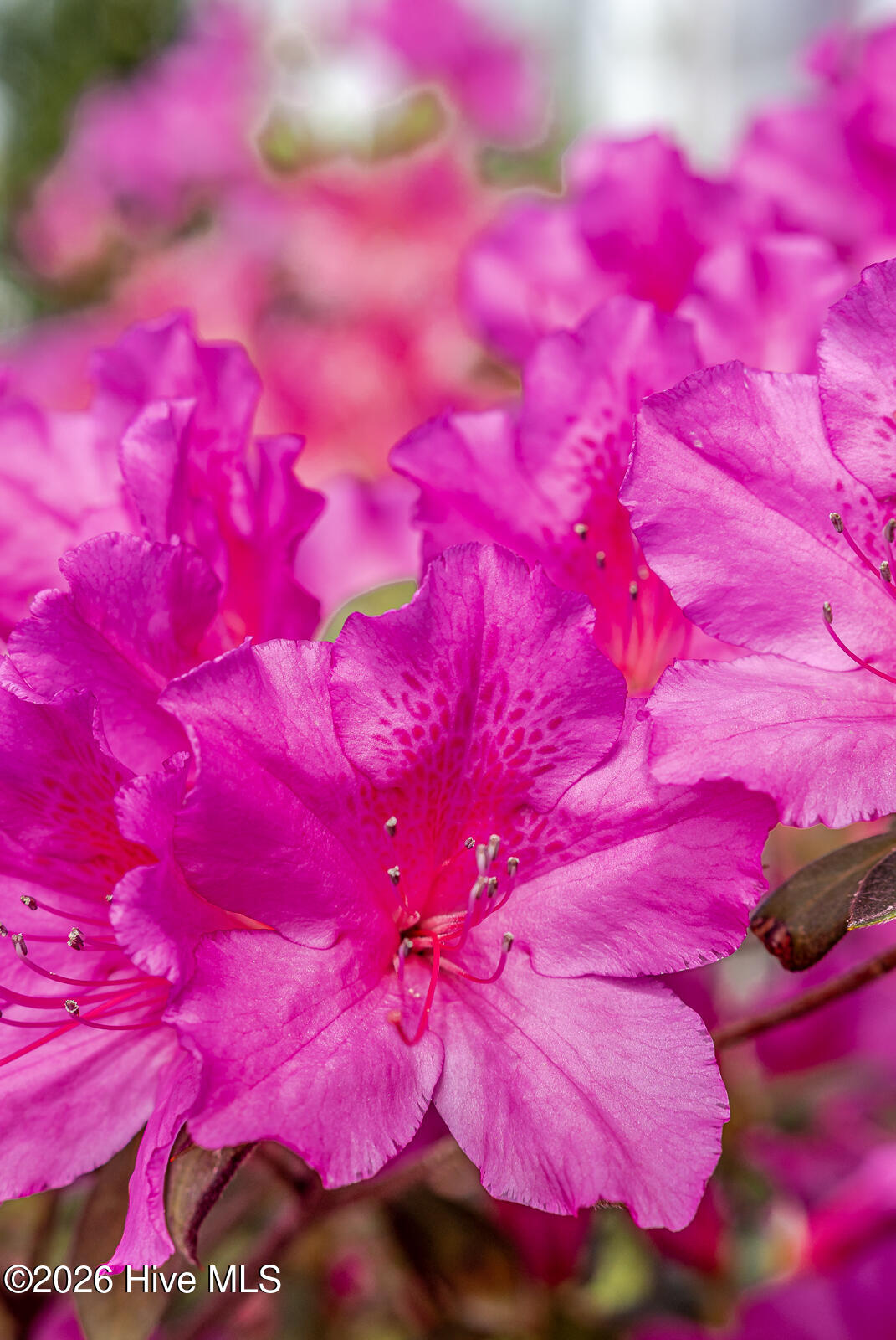 8315 Slippery Elm Court