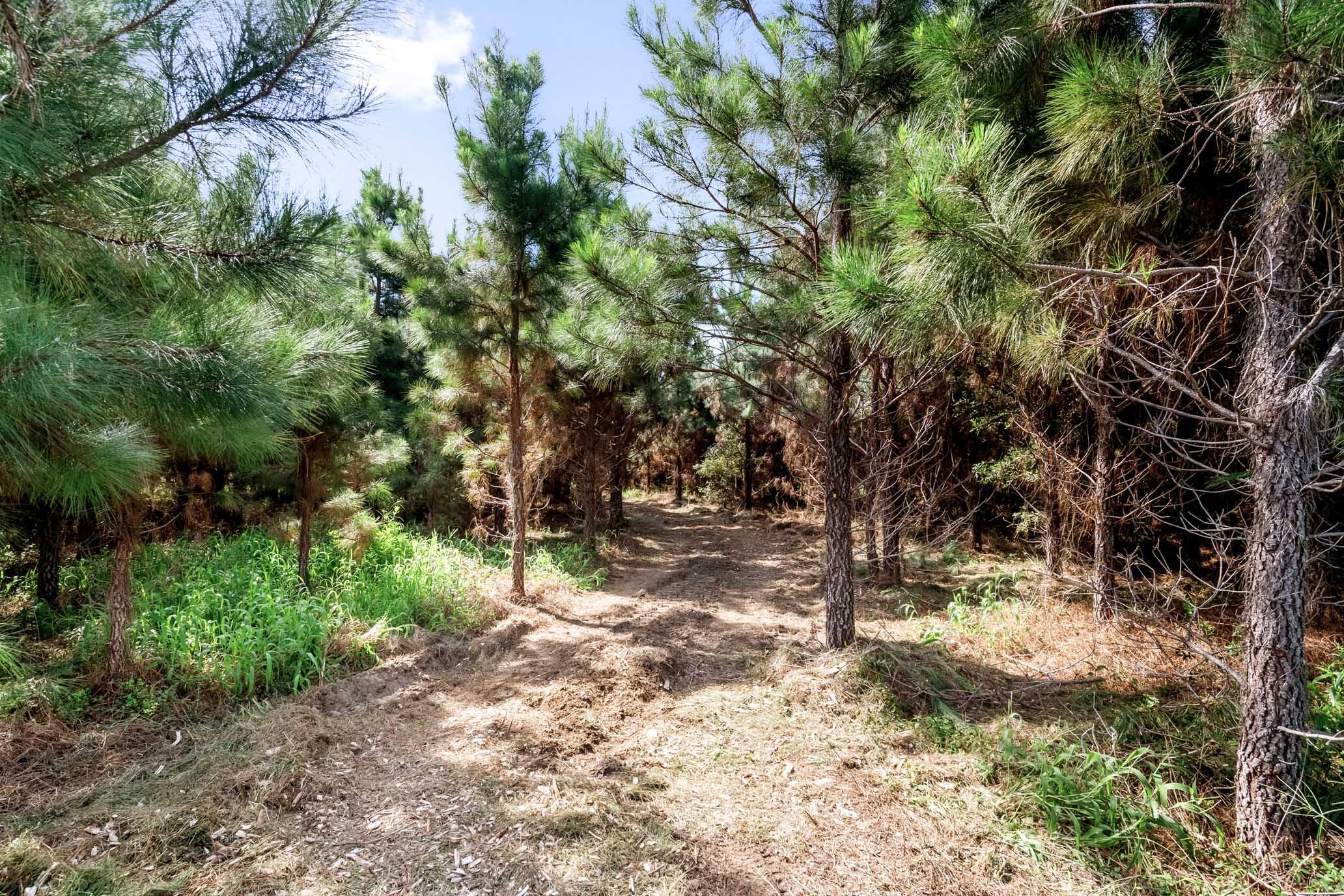 3296 Legareville Road