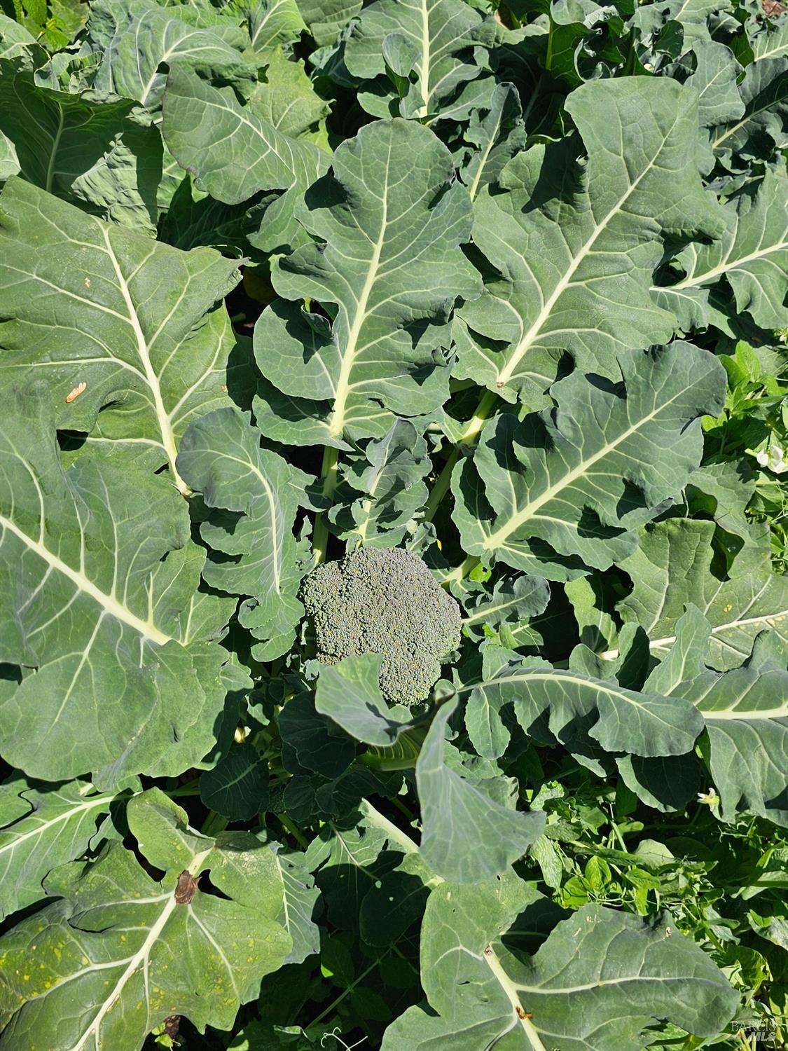 1941 Matzen Ranch Circle