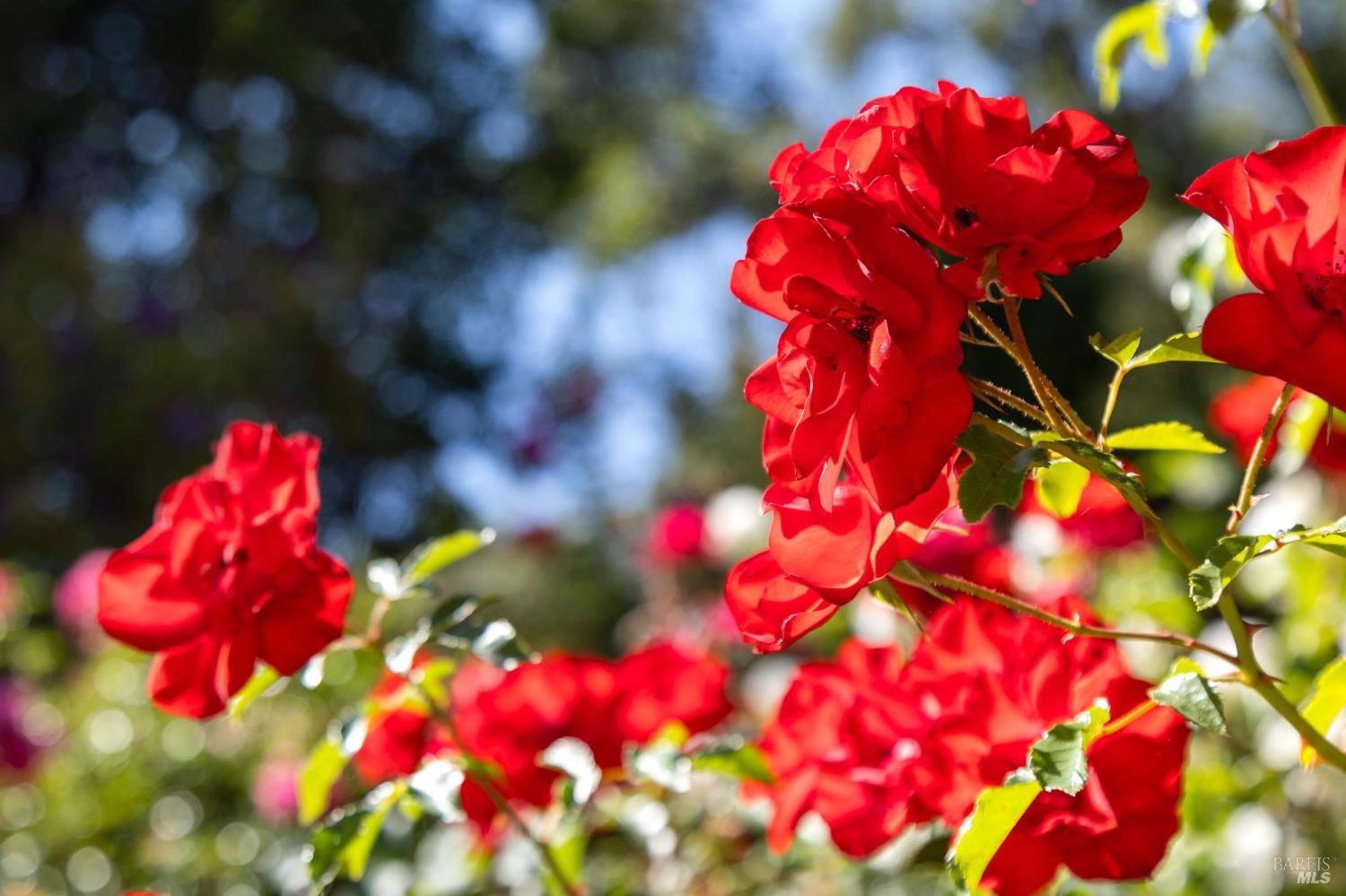 357 Mountain View Avenue