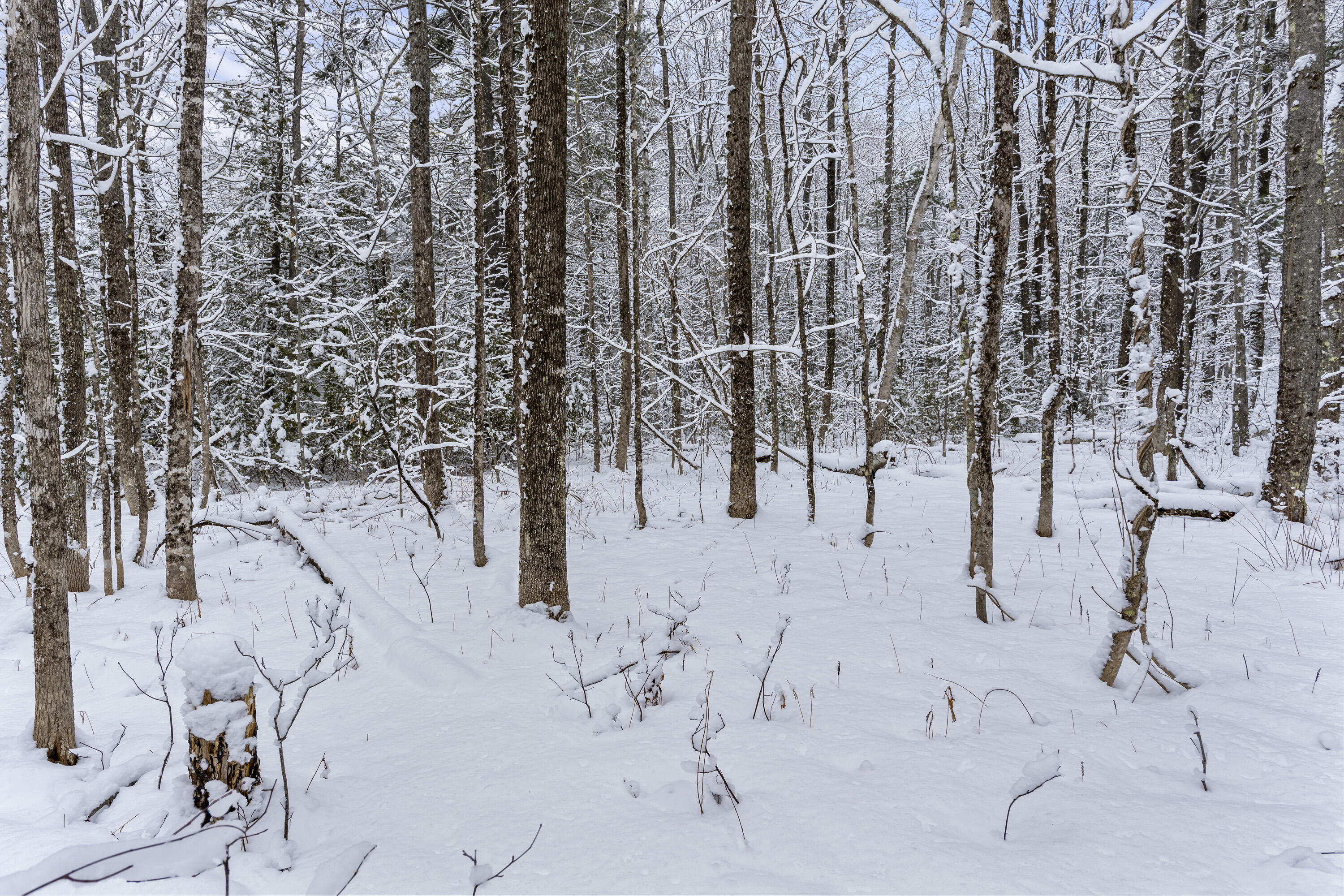 Lot 45-2 Pinewoods Trail