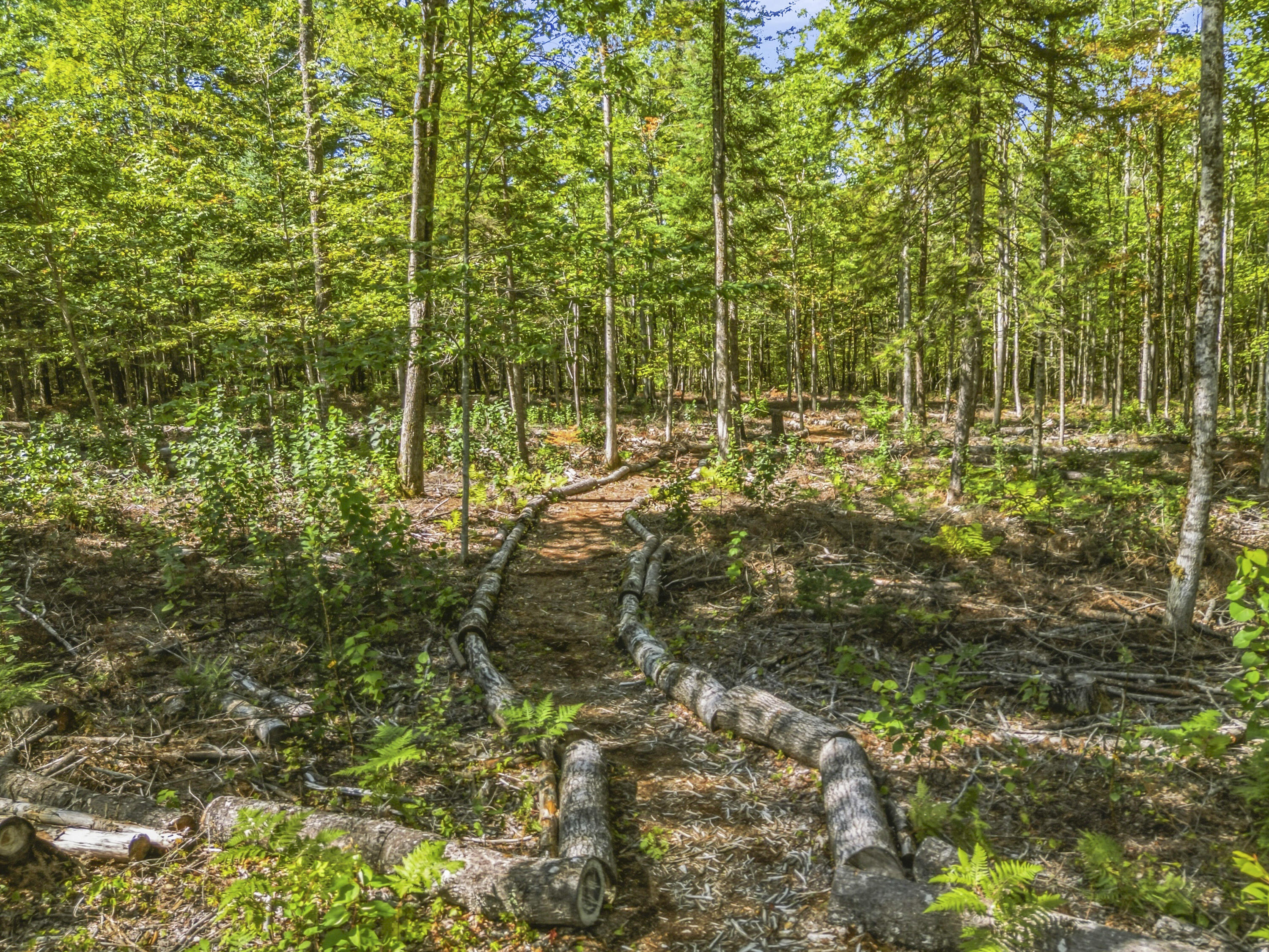 445 Big Bunker Hill Road