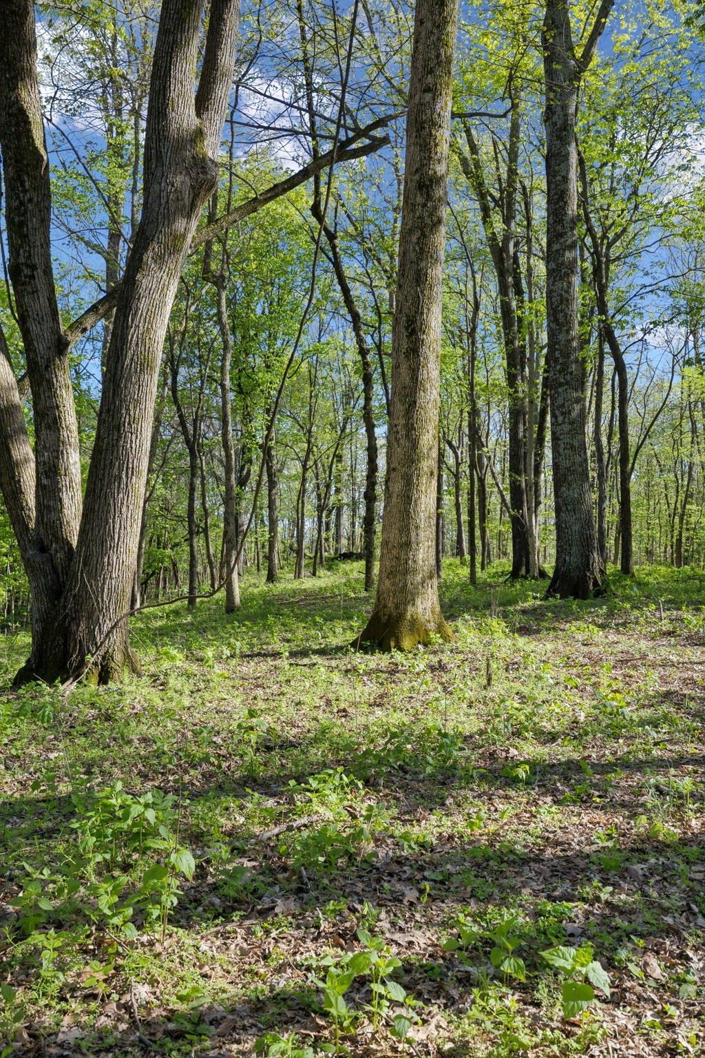 4693 Bennett Hollow Rd
