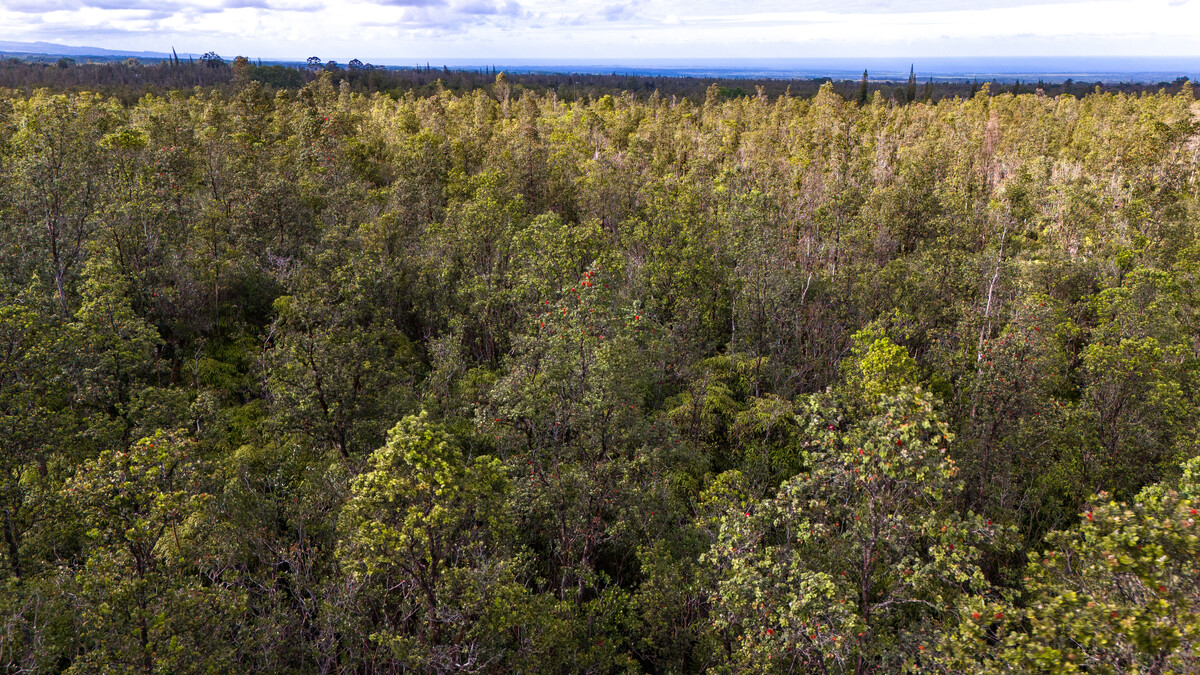 LEHUA ST