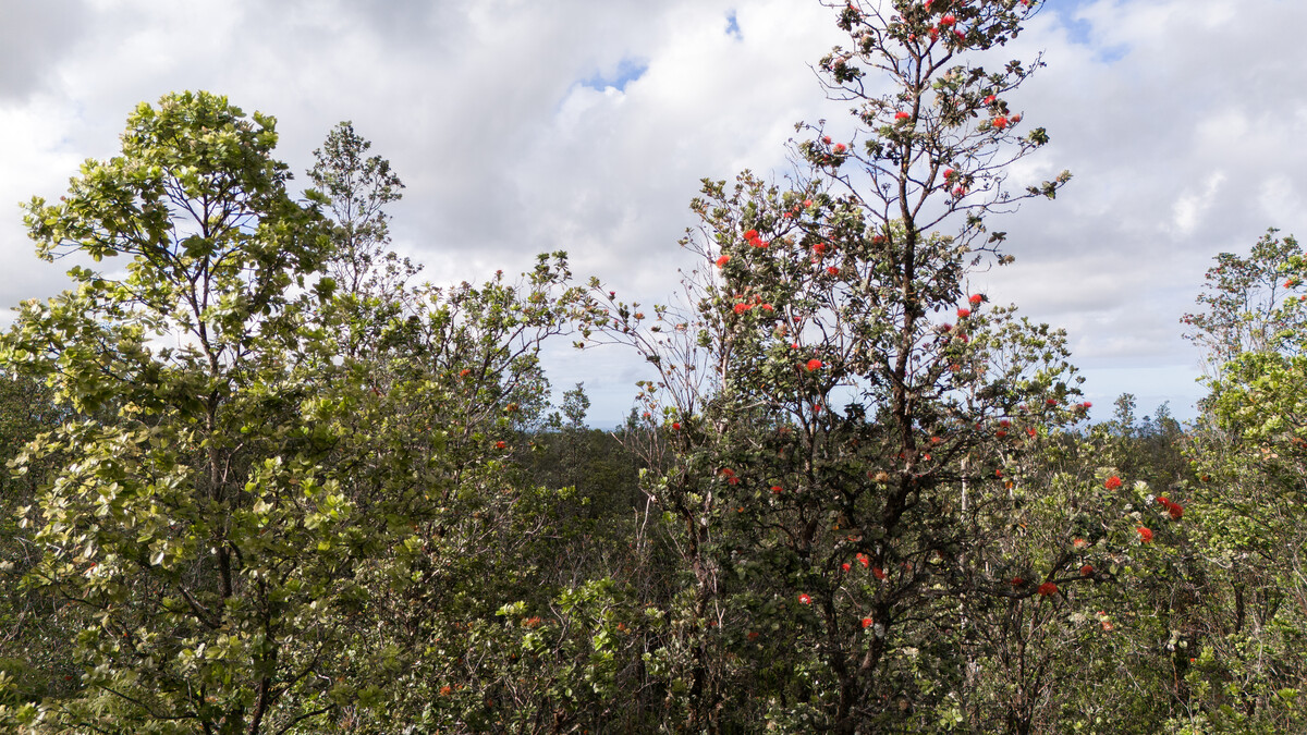 LEHUA ST