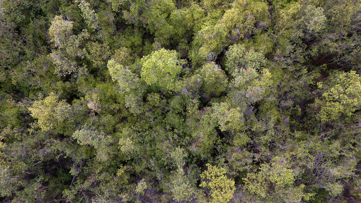 LEHUA ST