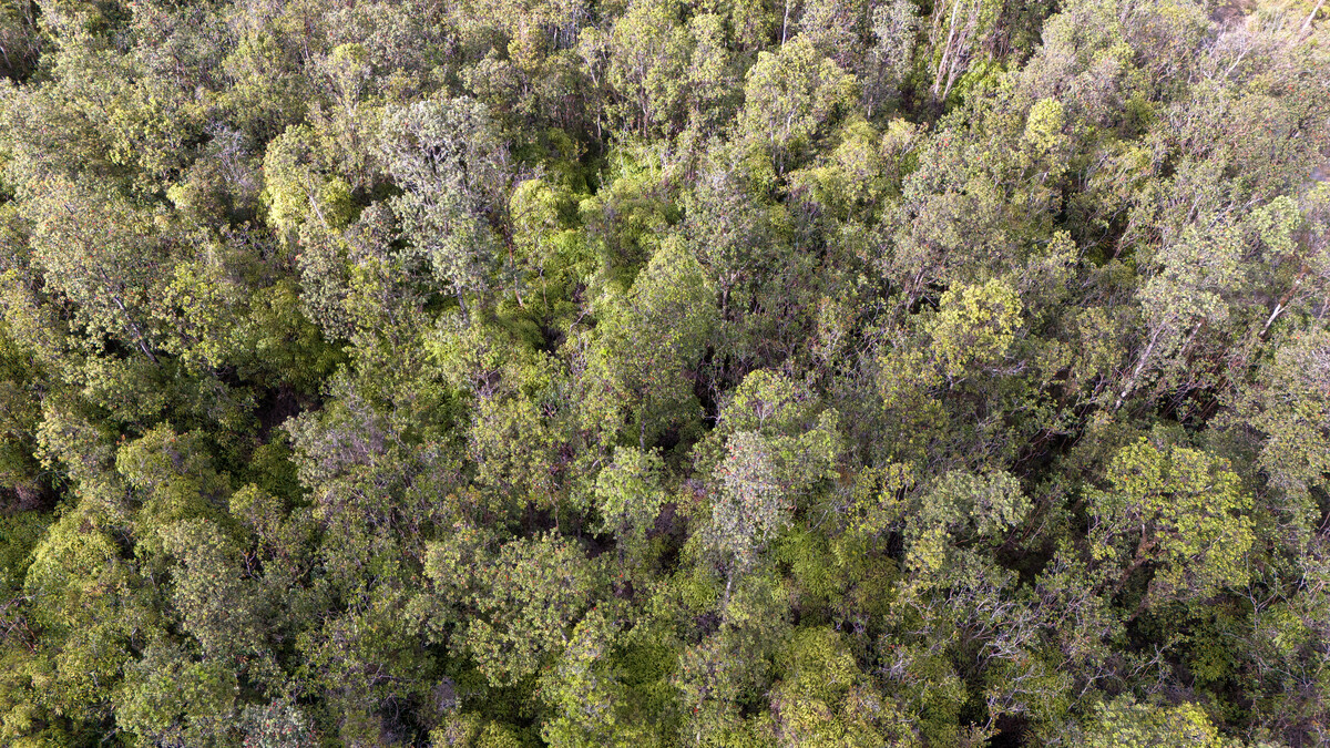 LEHUA ST