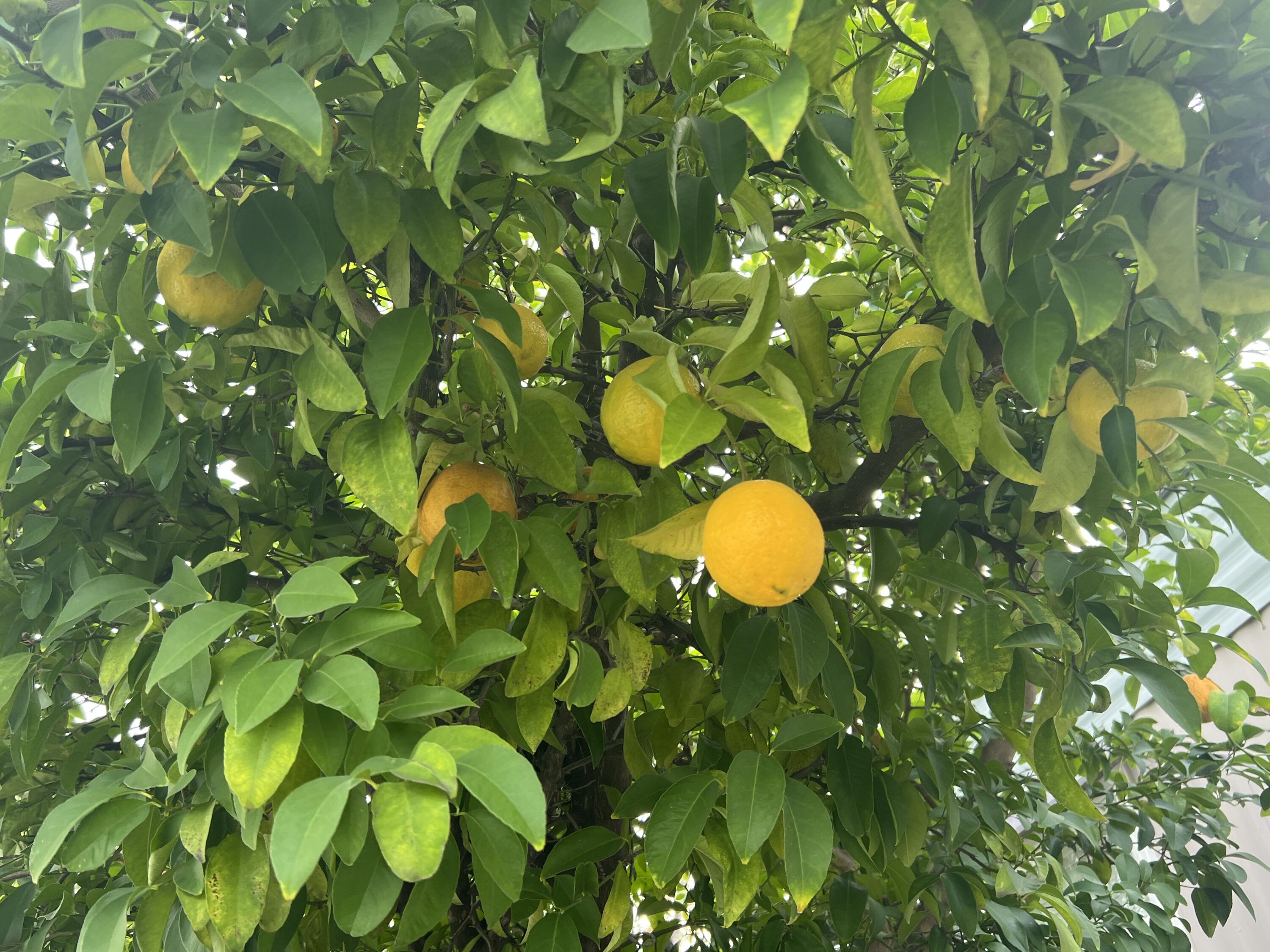 481 Twin View Boulevard, 97