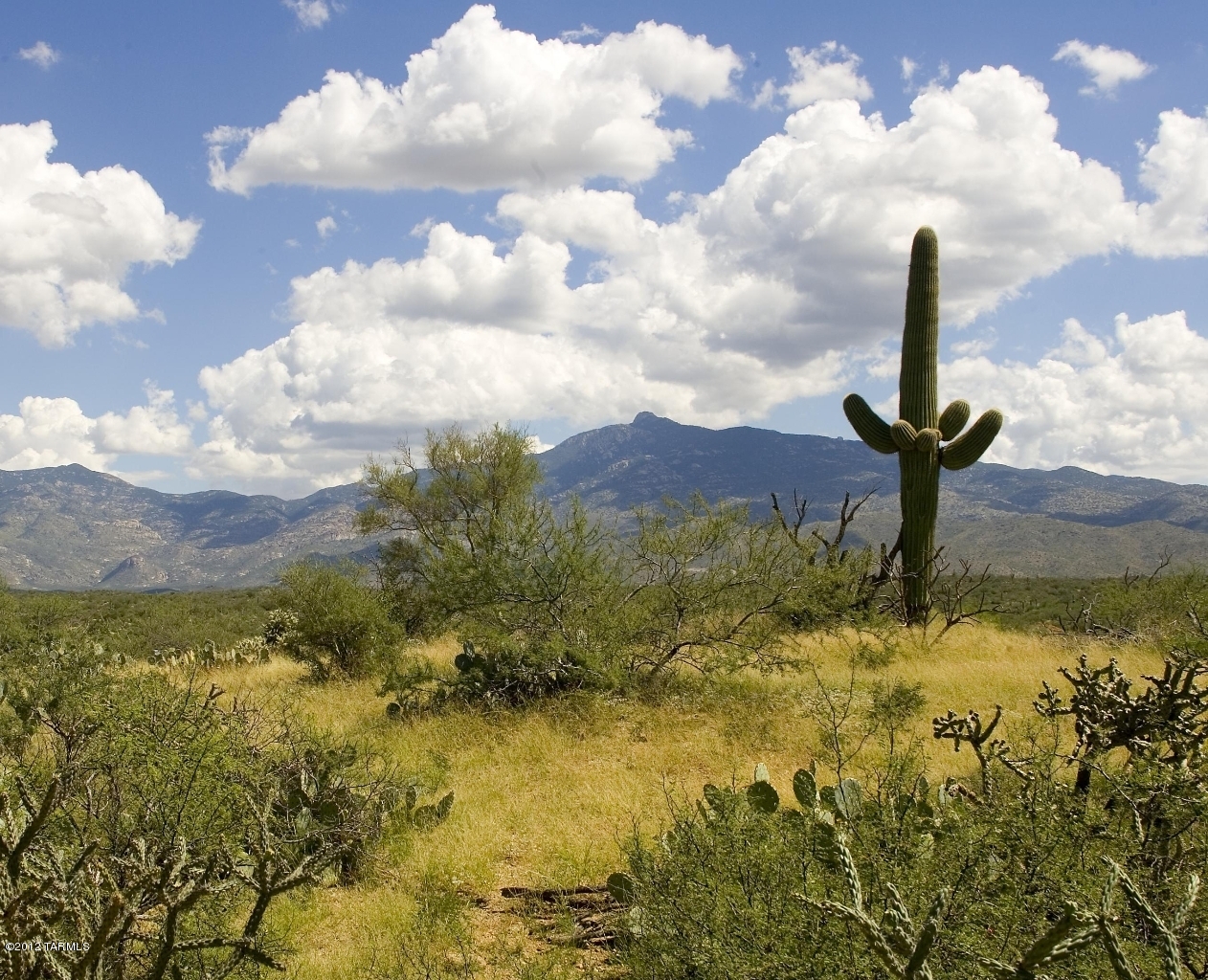 15510 E Tumbling Q Ranch Place Unit: 154