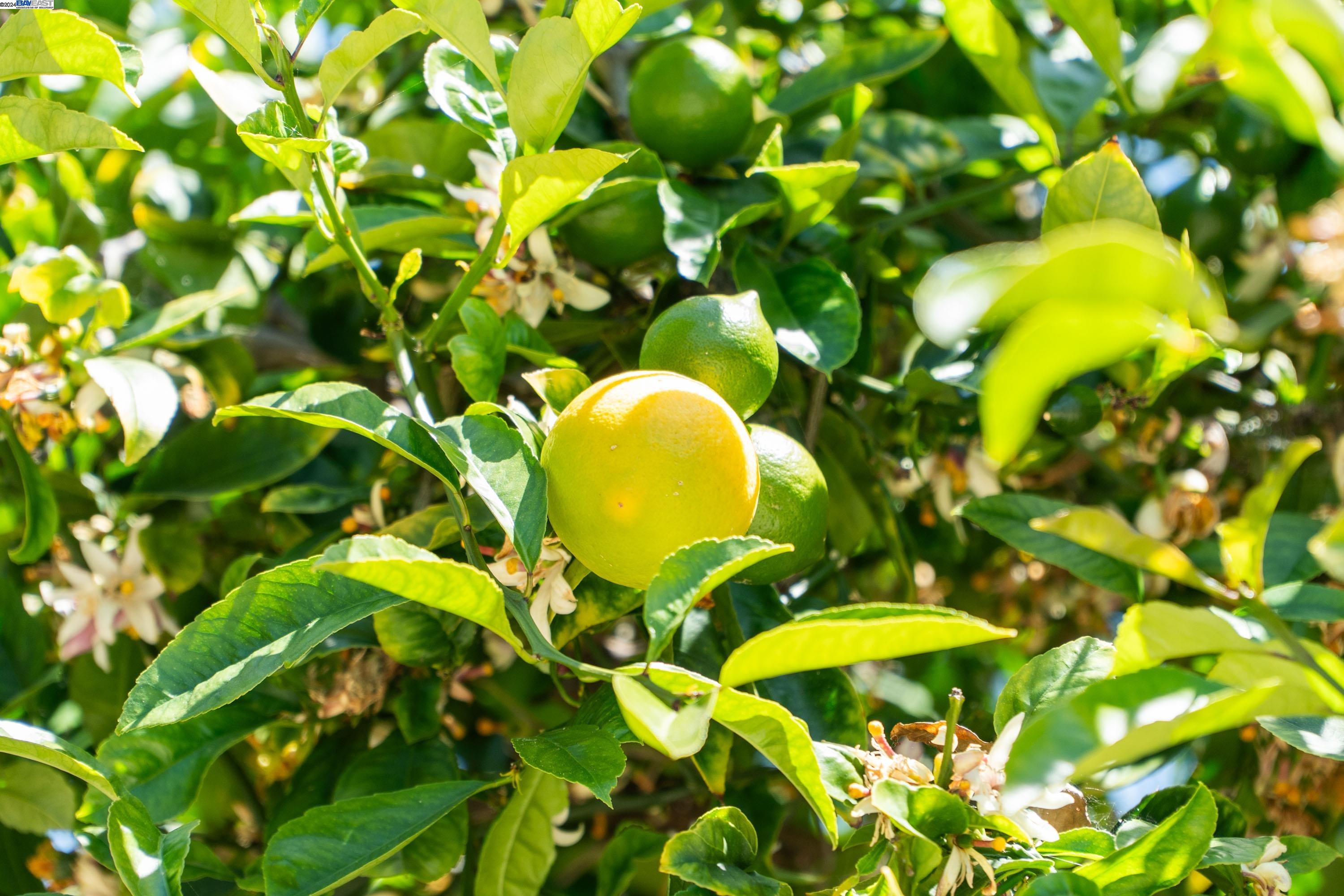 17354 Via El Cerrito