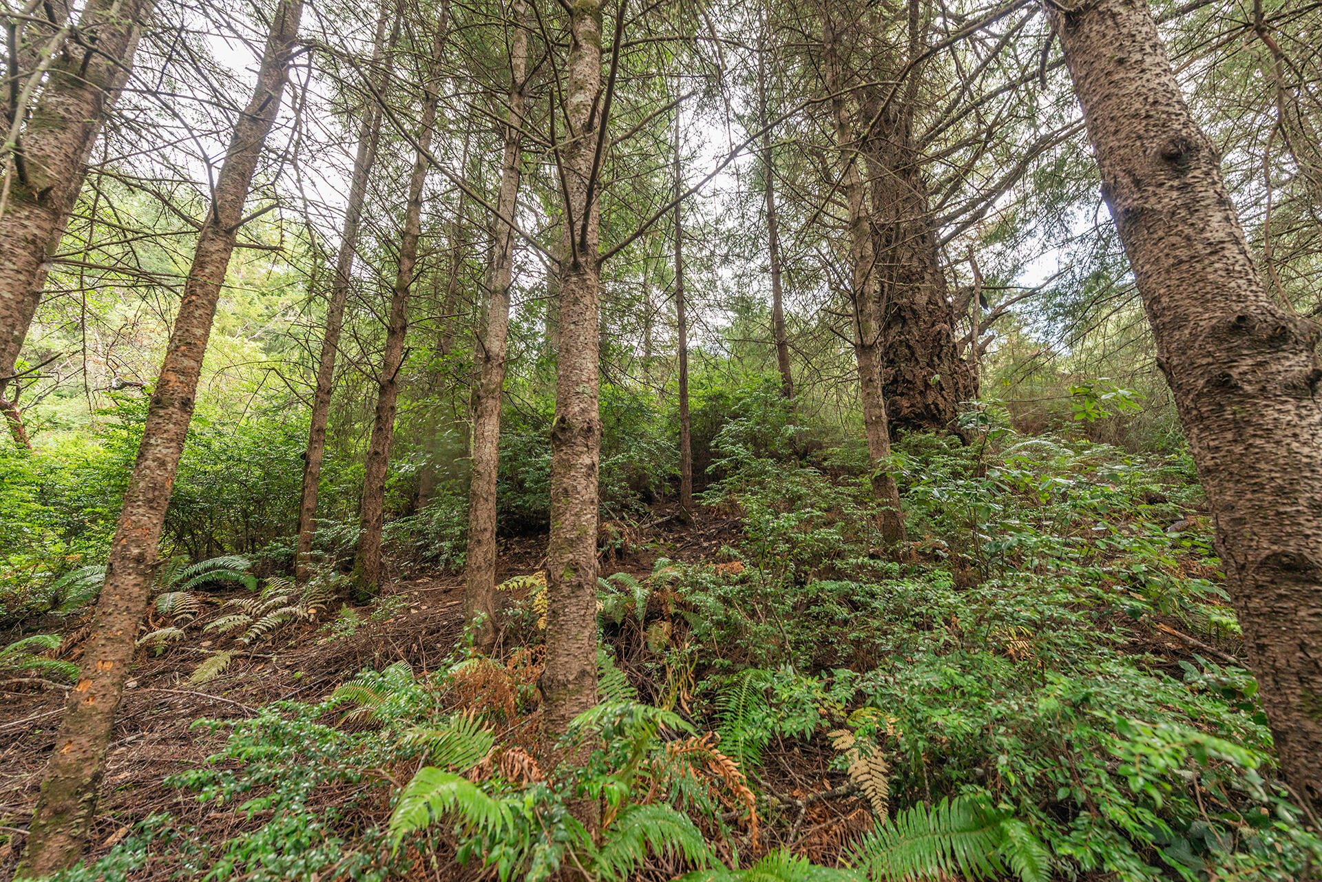 694 Upper Pacific Drive
