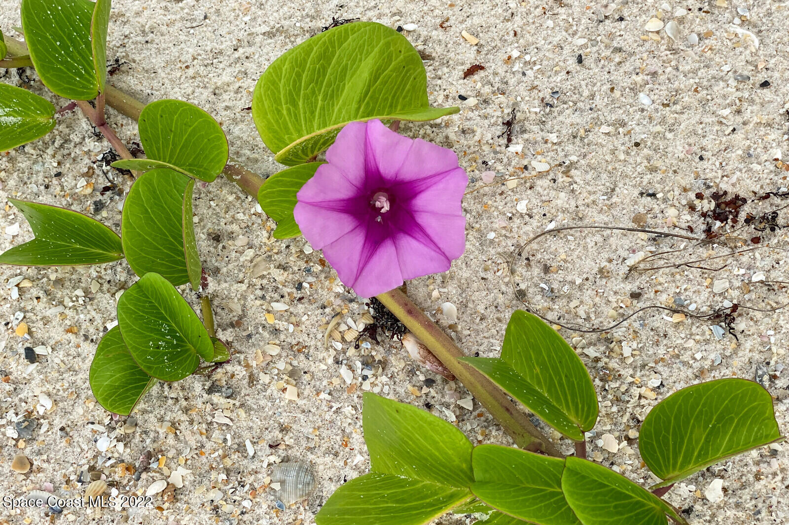 131 Highway A1a, 131