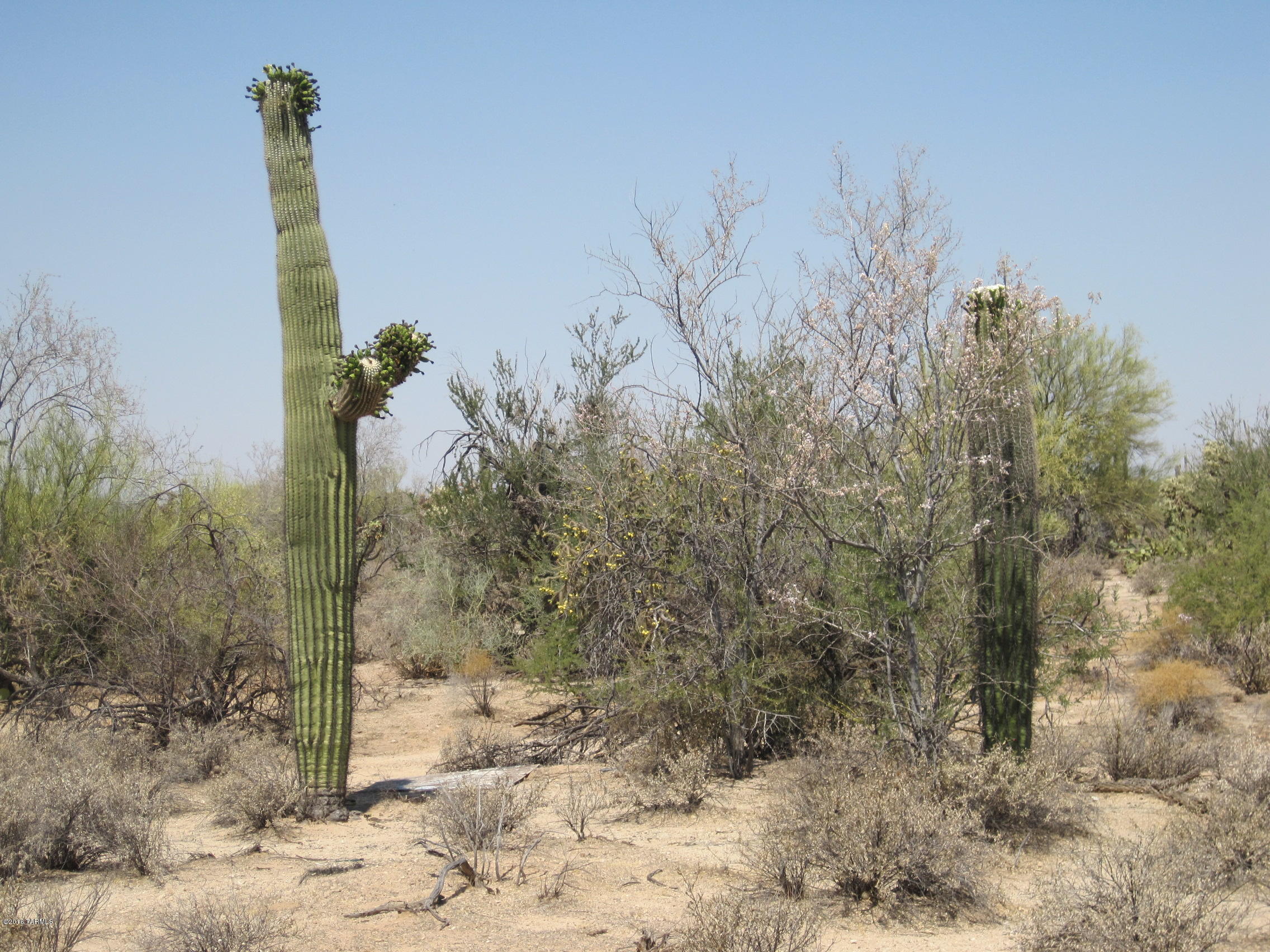 10000 blk N CAMINO DE OESTE