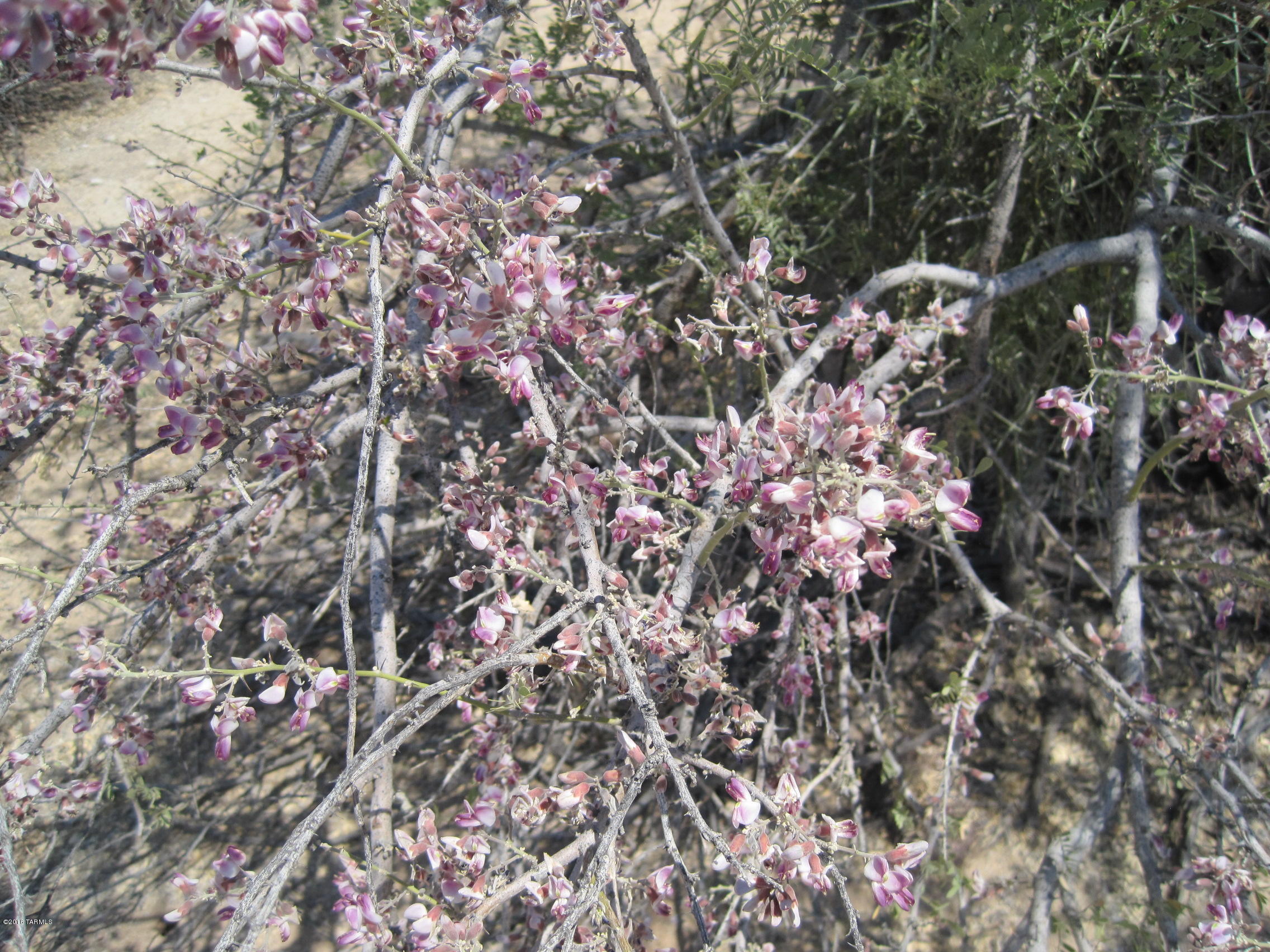 10000 blk N CAMINO DE OESTE