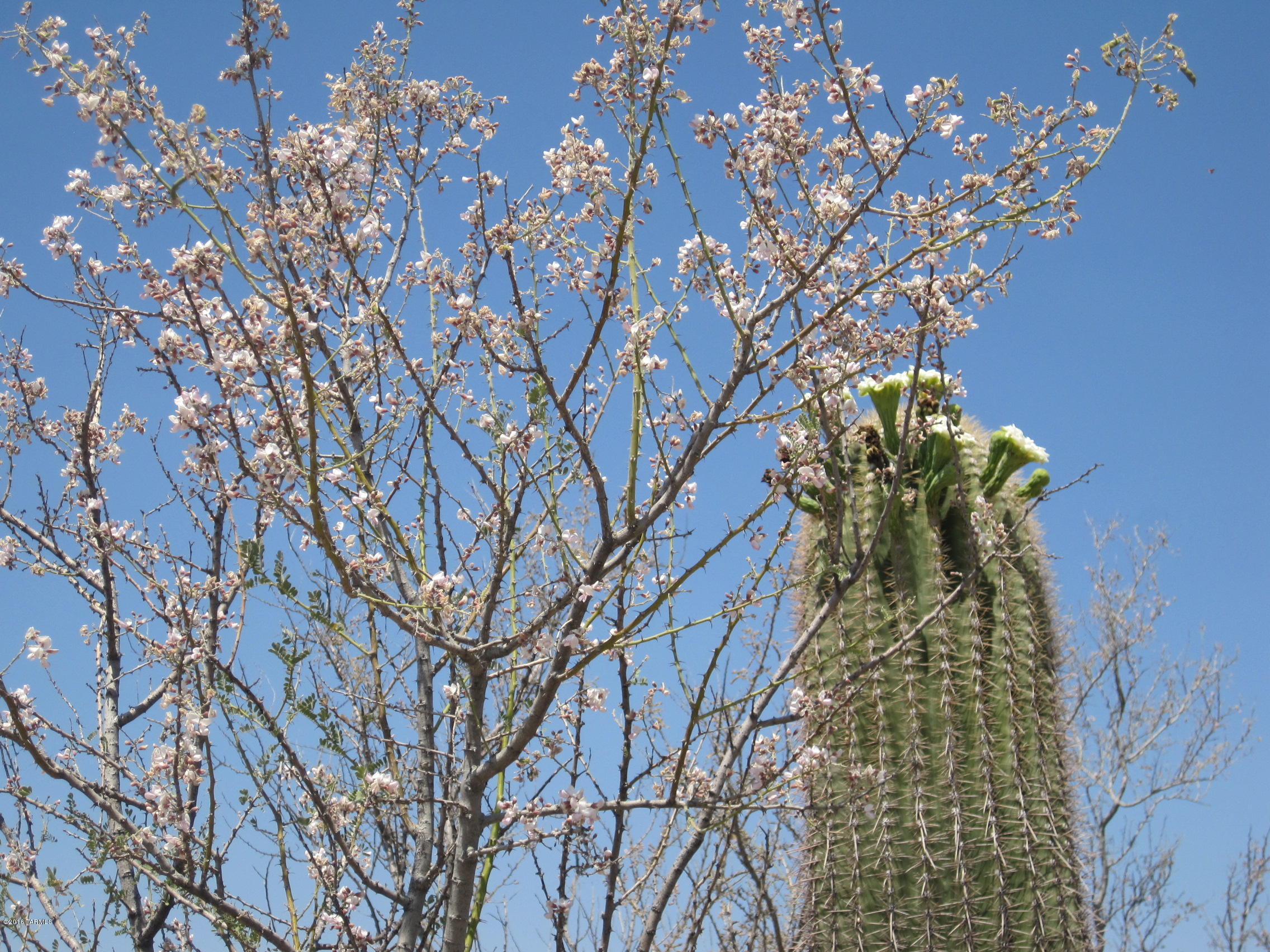 10000 blk N CAMINO DE OESTE