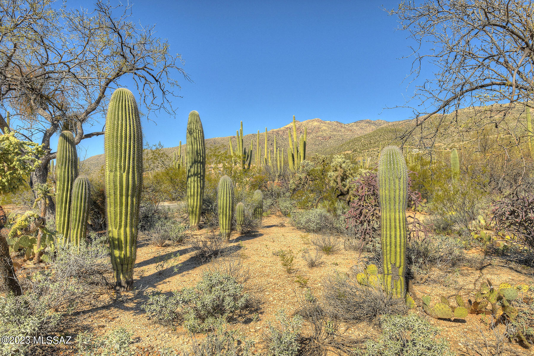 4910 N Avenida De Suzenu