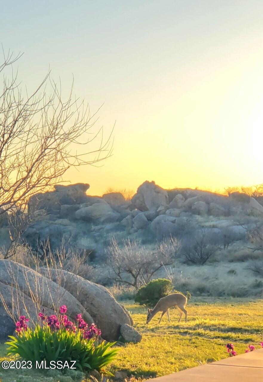 3169 W Red Sage Trail