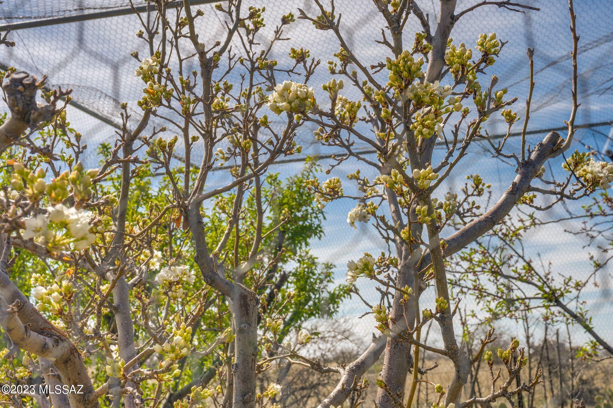 3169 W Red Sage Trail