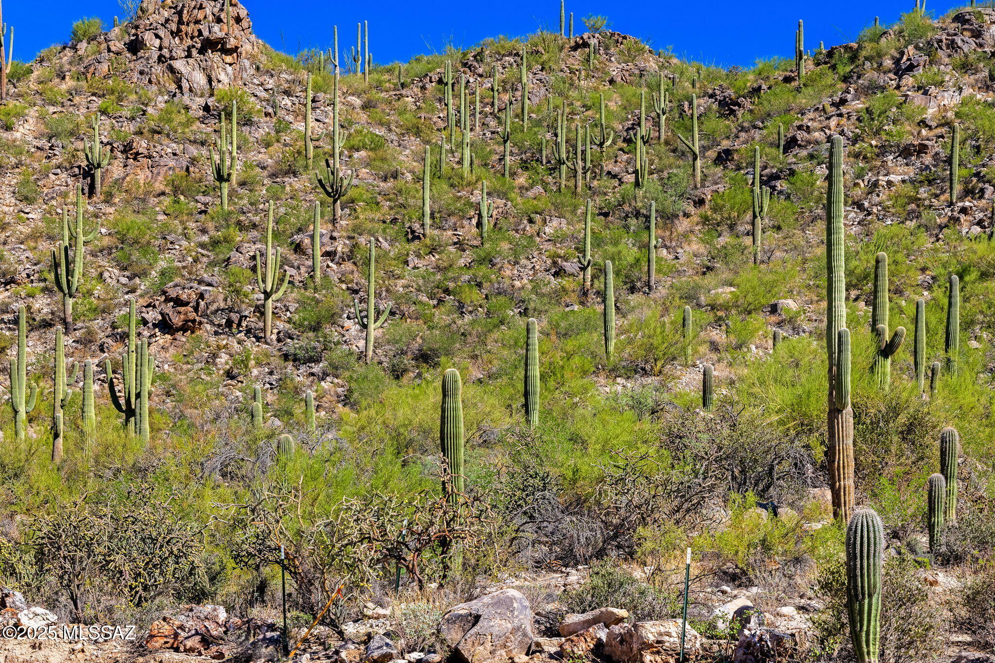 14144 N Tortolita Estates Drive