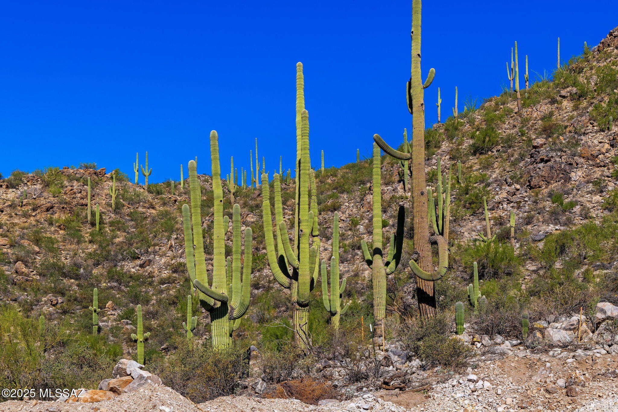 14124 N Tortolita Estates Drive