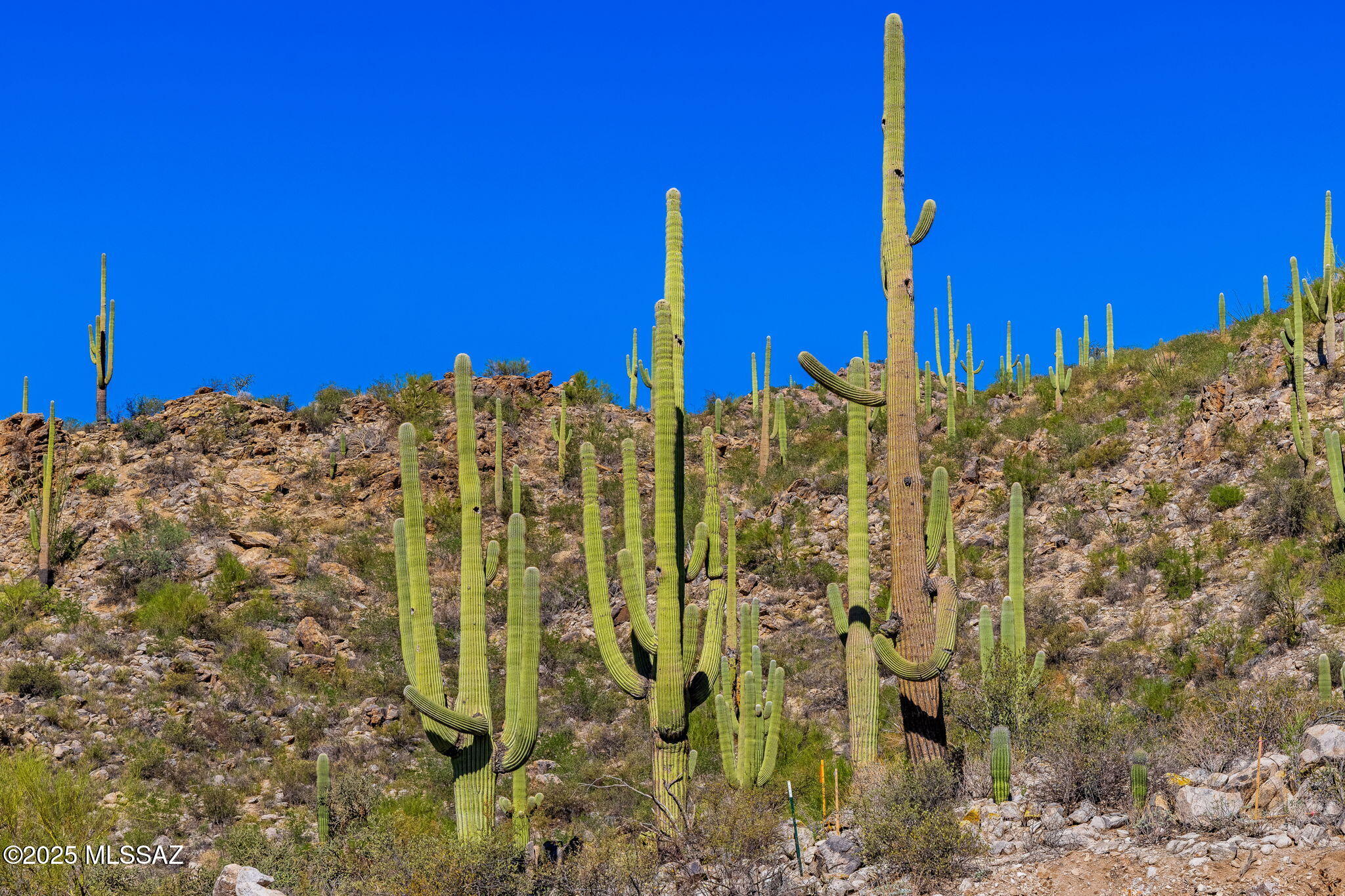 14124 N Tortolita Estates Drive