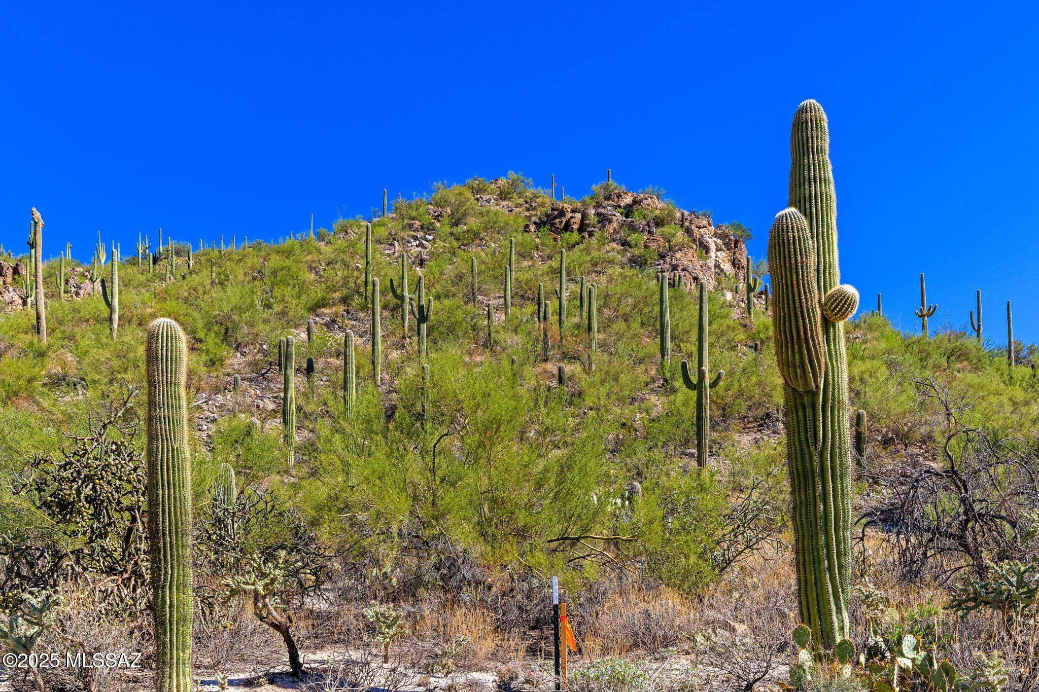 14124 N Tortolita Estates Drive