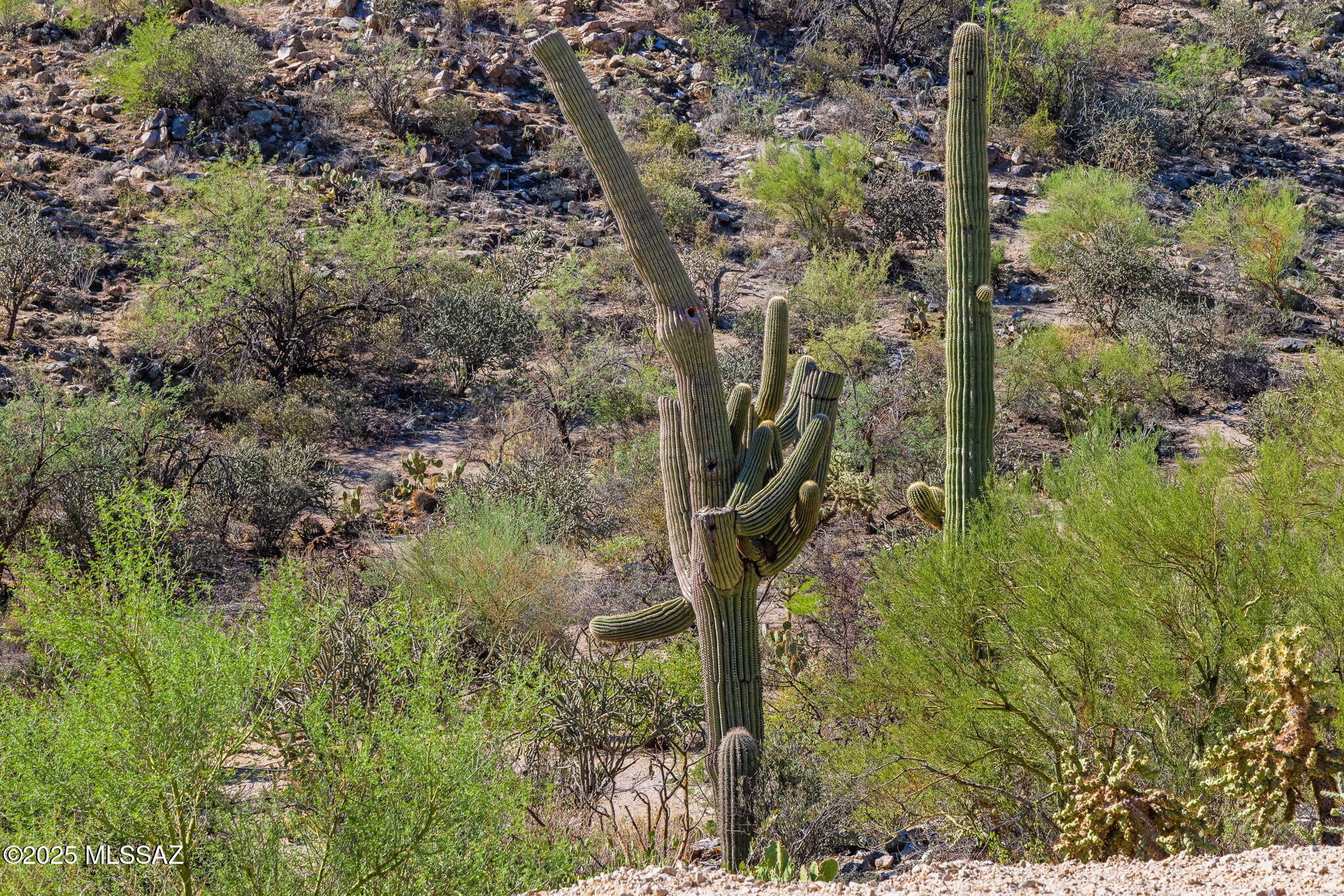 14124 N Tortolita Estates Drive