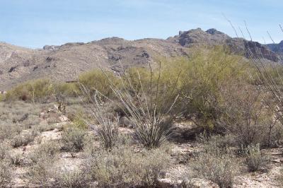 7398 N Mystic Canyon Drive