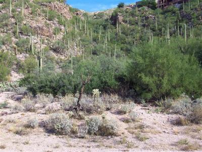 6420 N Desert Wind Circle