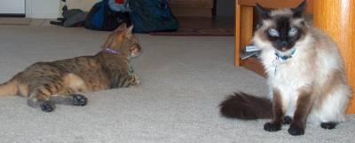 4354 S Paseo Rio Bravo