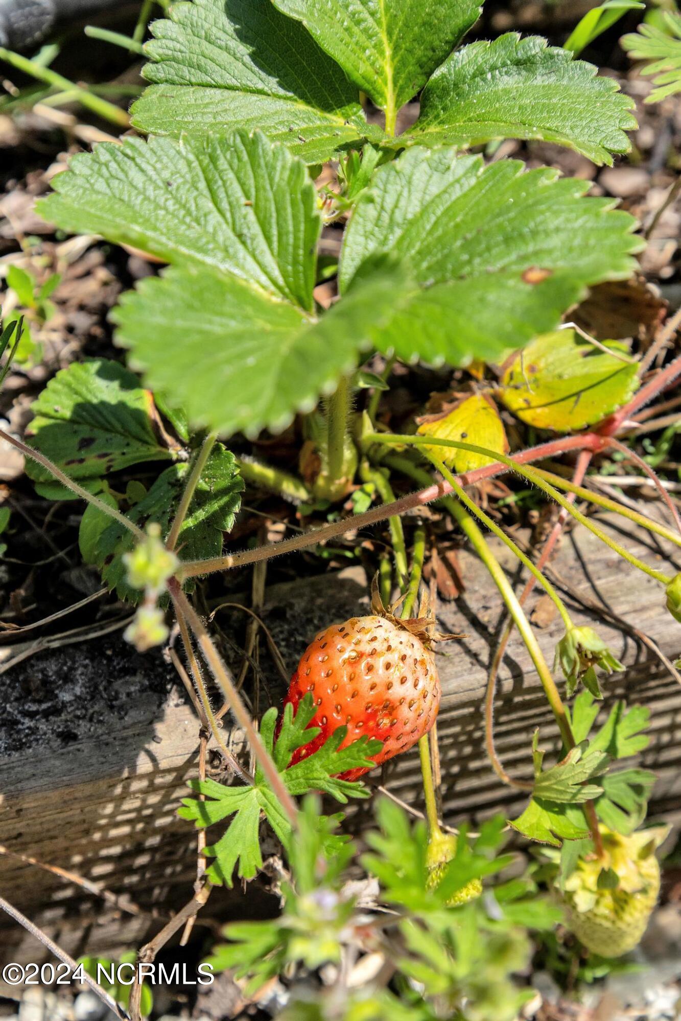 207 Sand Dollar Lane