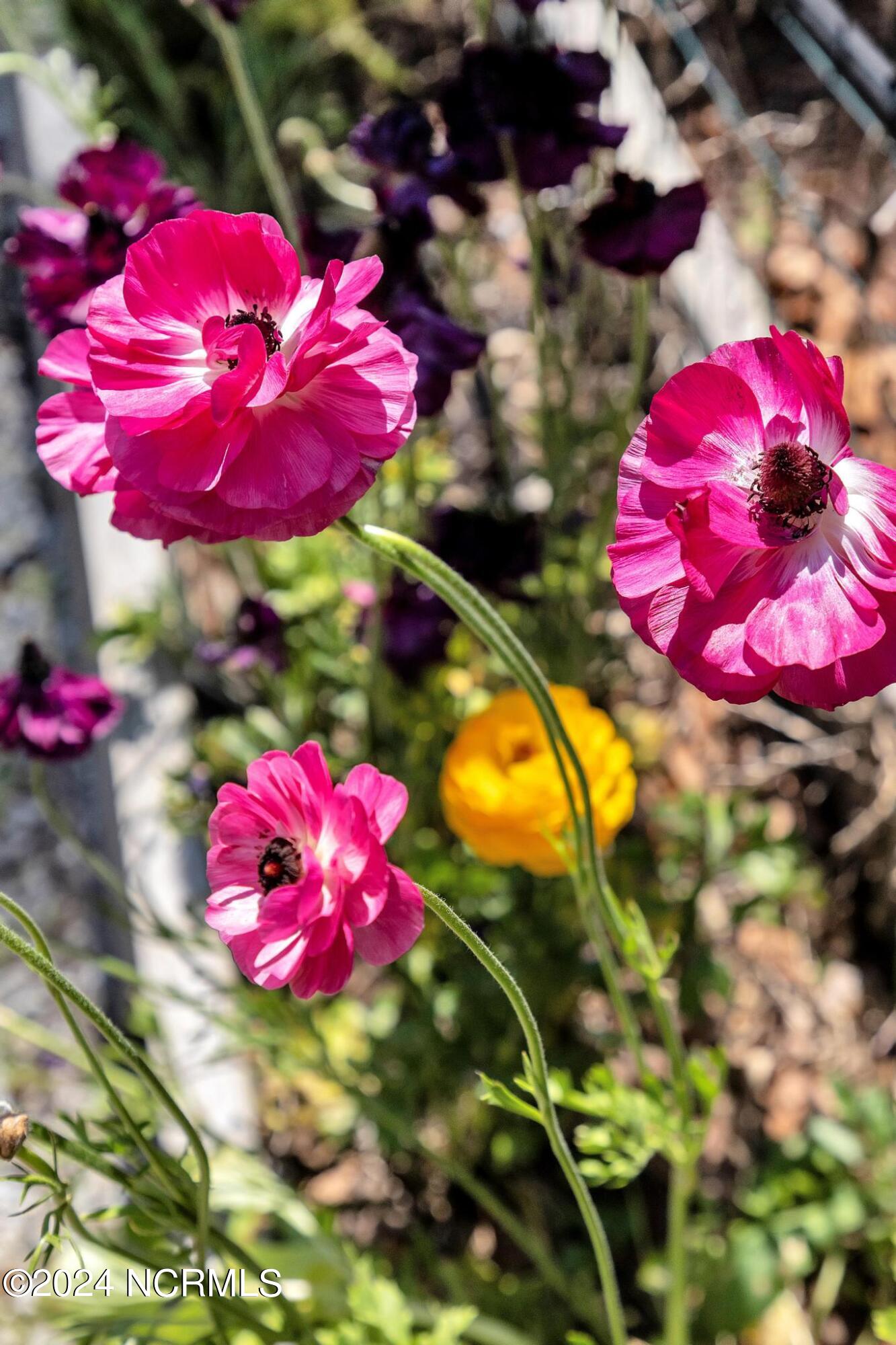 207 Sand Dollar Lane