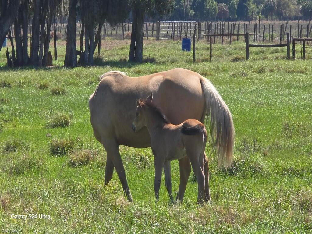 1330 Purple Martin DR